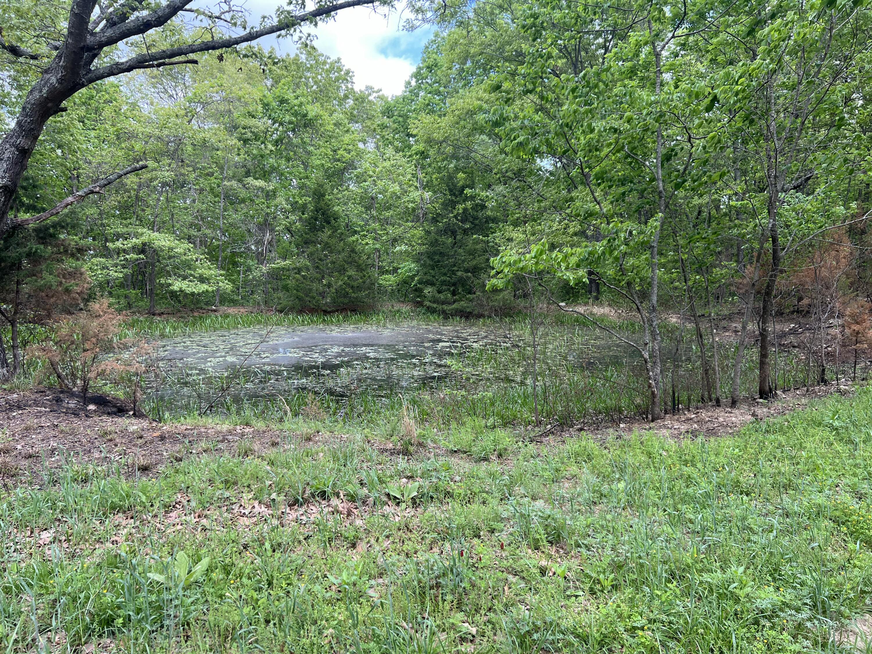 Photo 3 - Land for sale – Co Rd 321  Route 5   Ava, MO