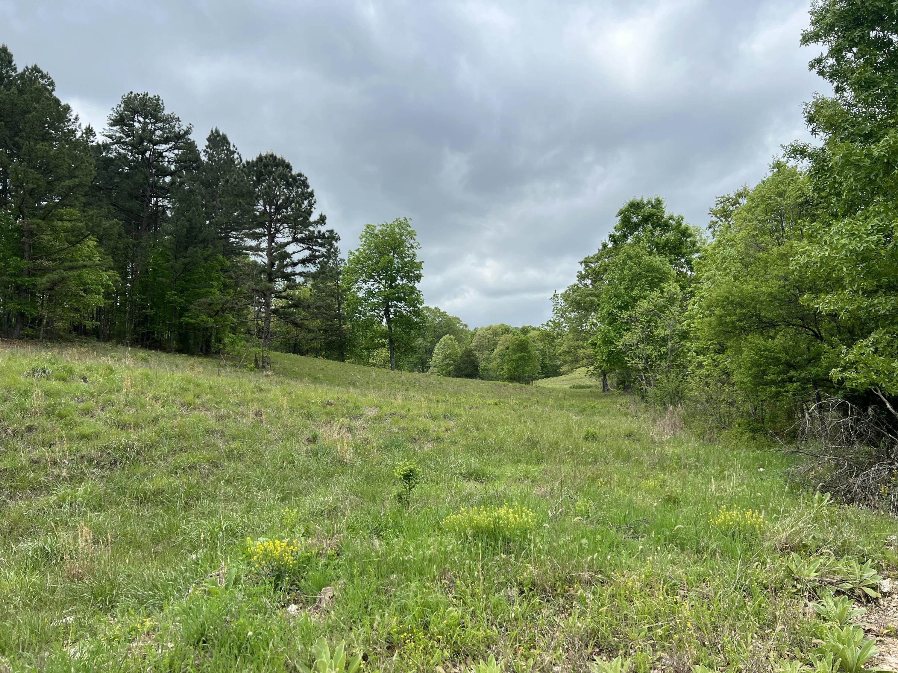 Photo 13 - Land for sale – Co Rd 321  Route 5   Ava, MO