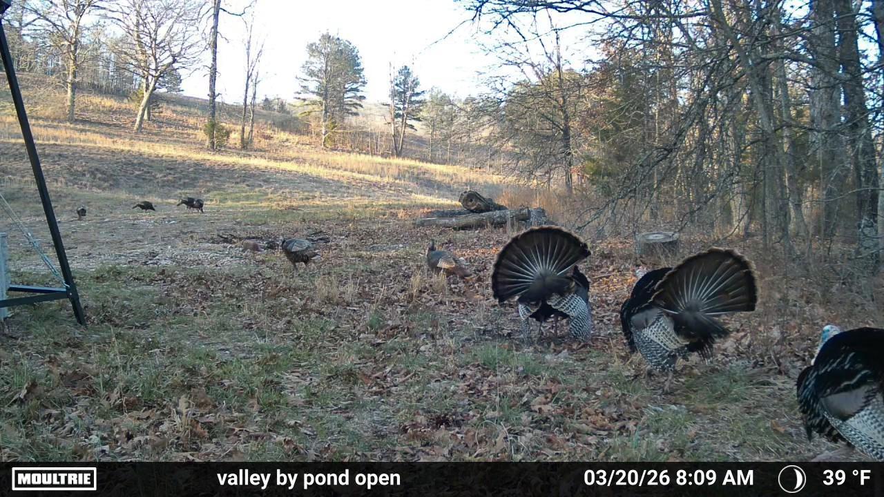 Photo 5 - Land for sale – Co Rd 321  Route 5   Ava, MO