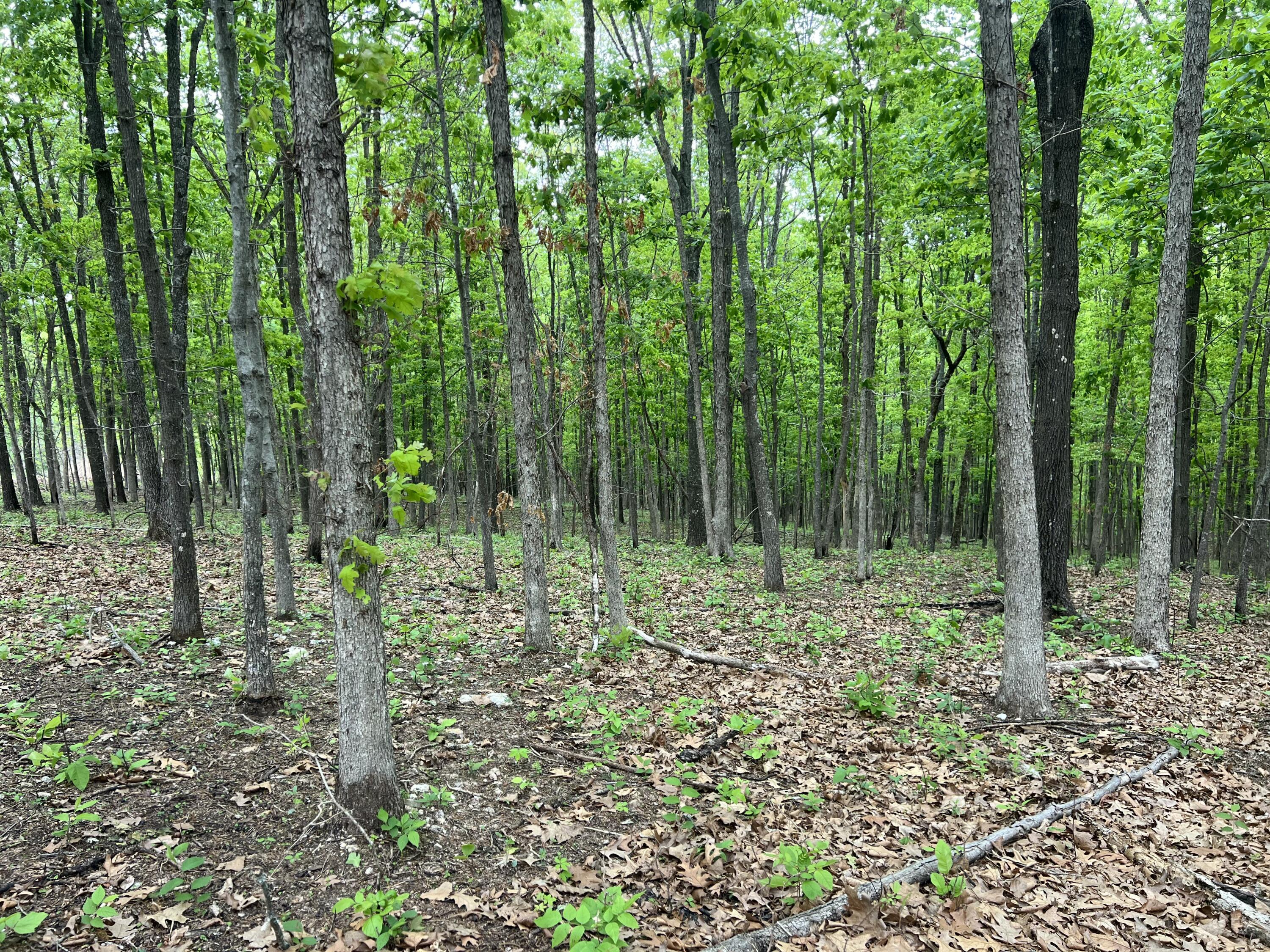 Photo 26 - Land for sale – Co Rd 321  Route 5   Ava, MO