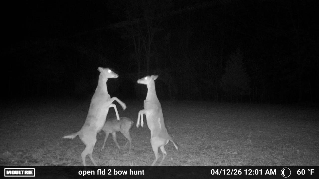 Photo 31 - Land for sale – Co Rd 321  Route 5   Ava, MO