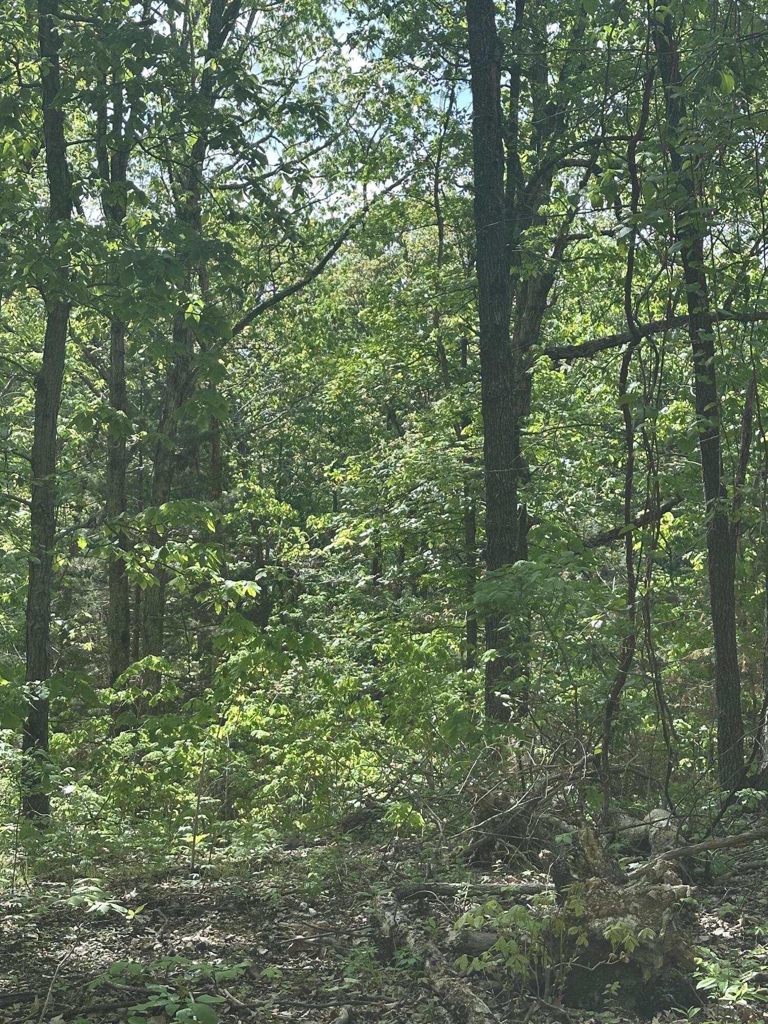 Photo 18 - Land for sale – Tract 3 W Farm Road 36   Willard, MO