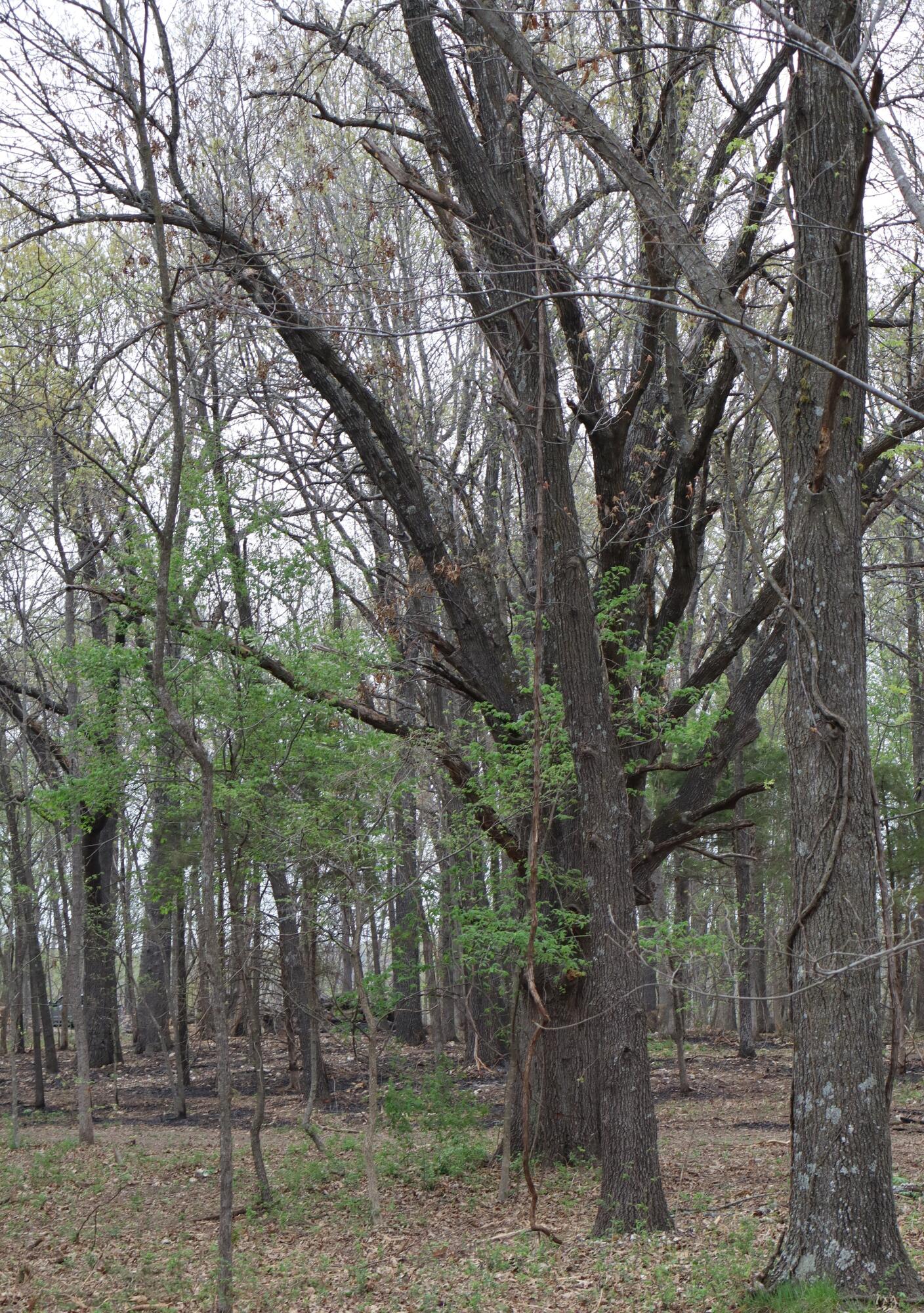 Photo 16 - Land for sale – Tract 3 W Farm Road 36   Willard, MO