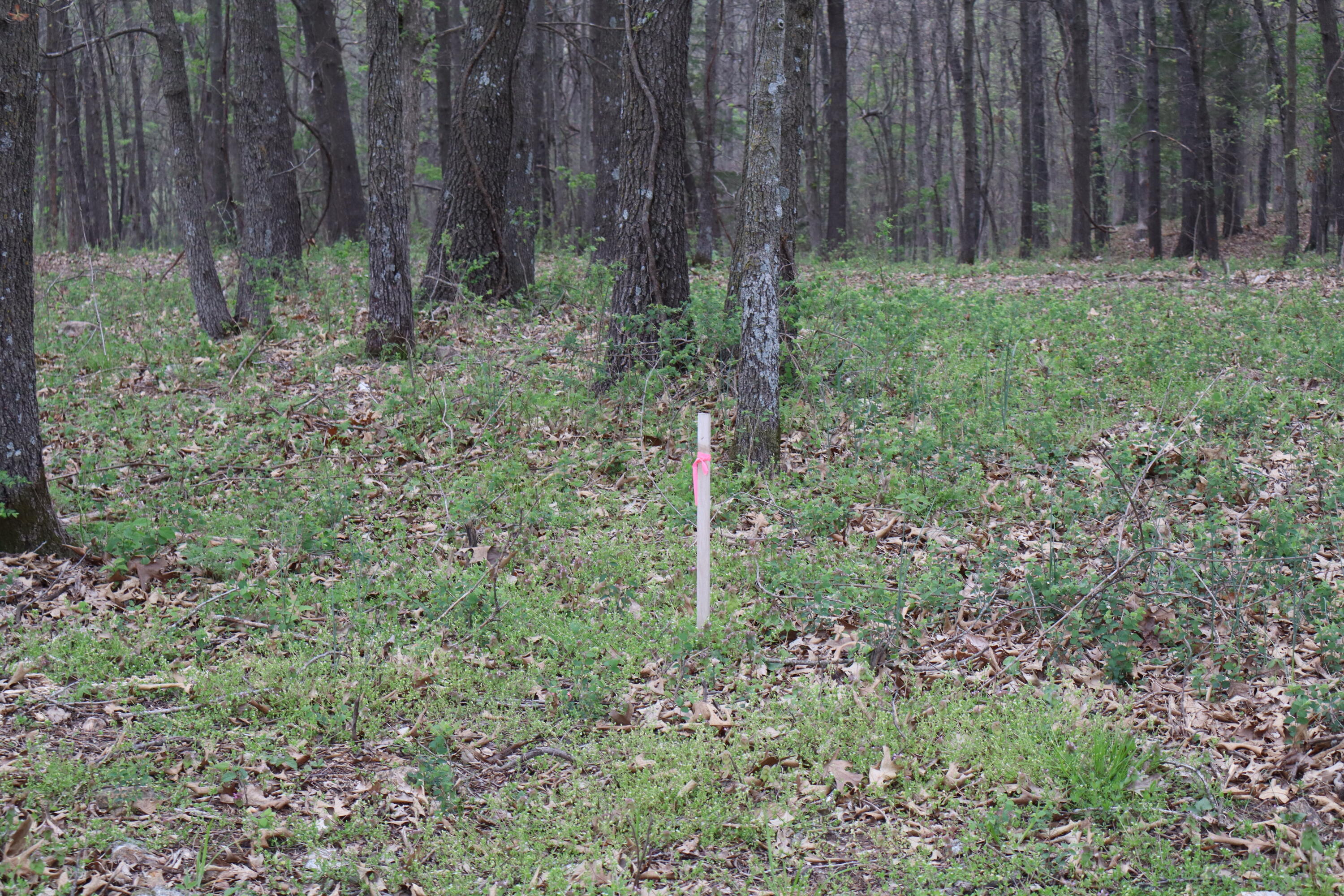 Photo 20 - Land for sale – Tract 3 W Farm Road 36   Willard, MO