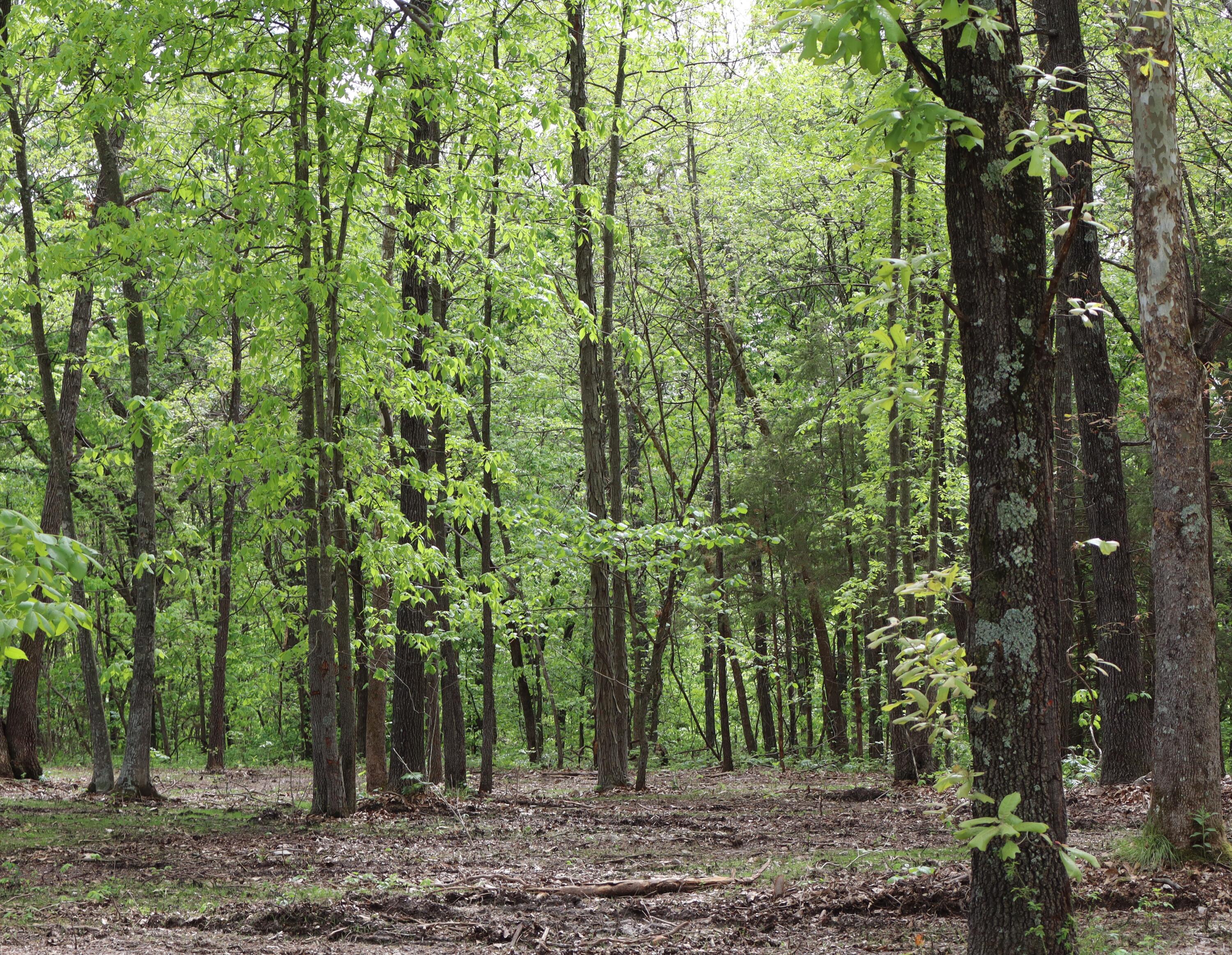 Photo 15 - Land for sale – Tract 3 W Farm Road 36   Willard, MO