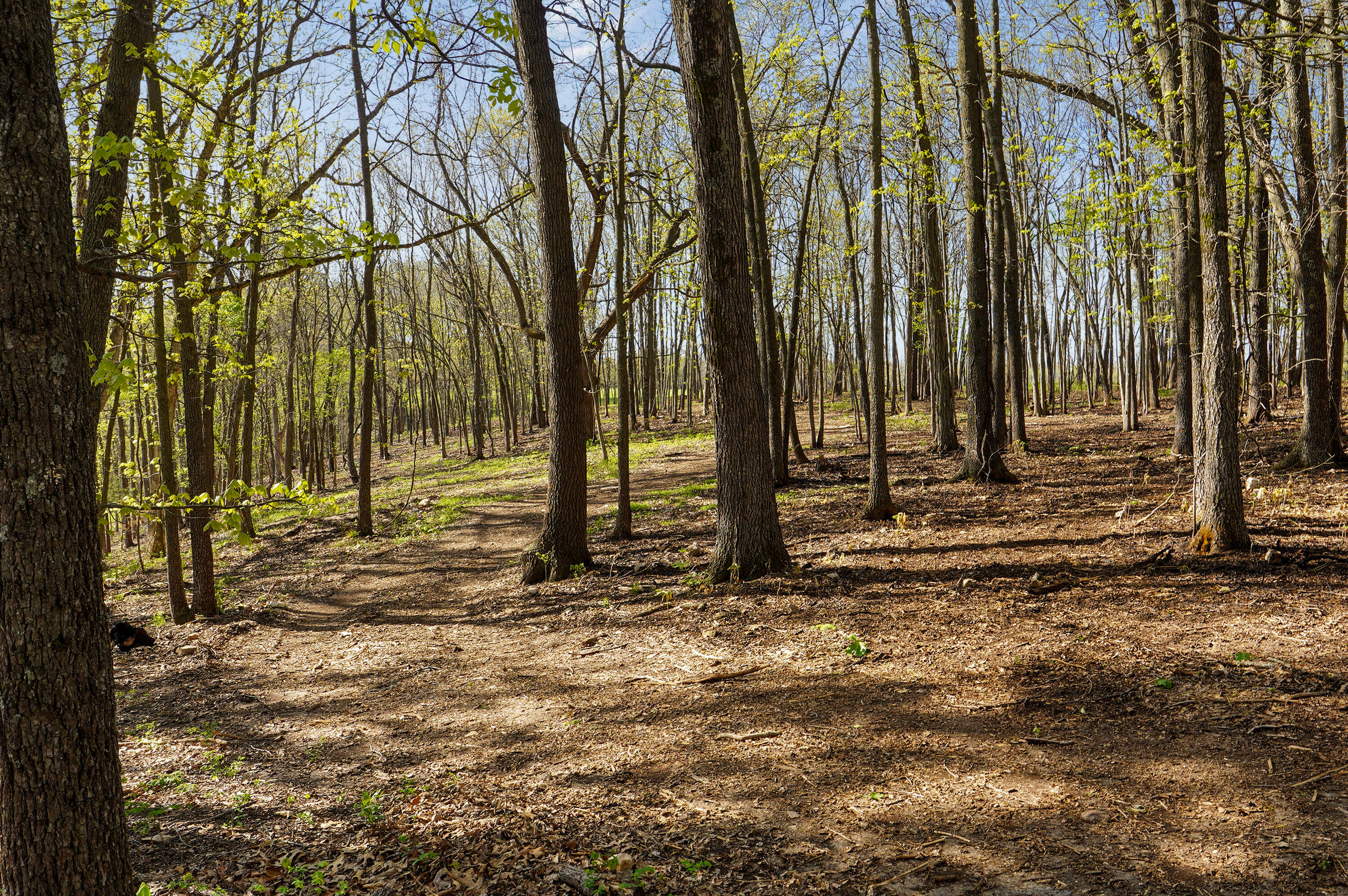 Photo 9 - Land for sale – Tract 3 W Farm Road 36   Willard, MO