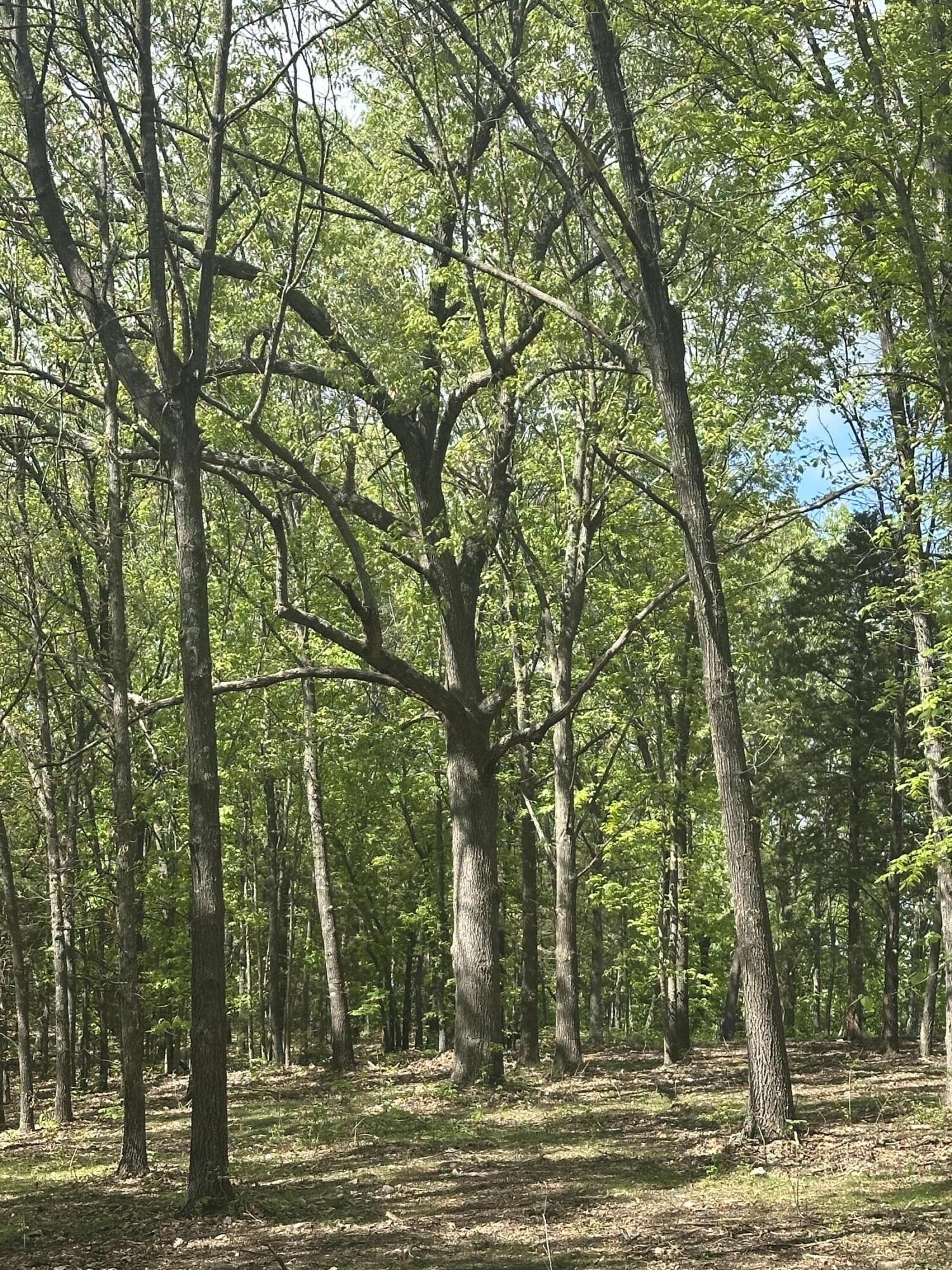 Photo 19 - Land for sale – Tract 3 W Farm Road 36   Willard, MO