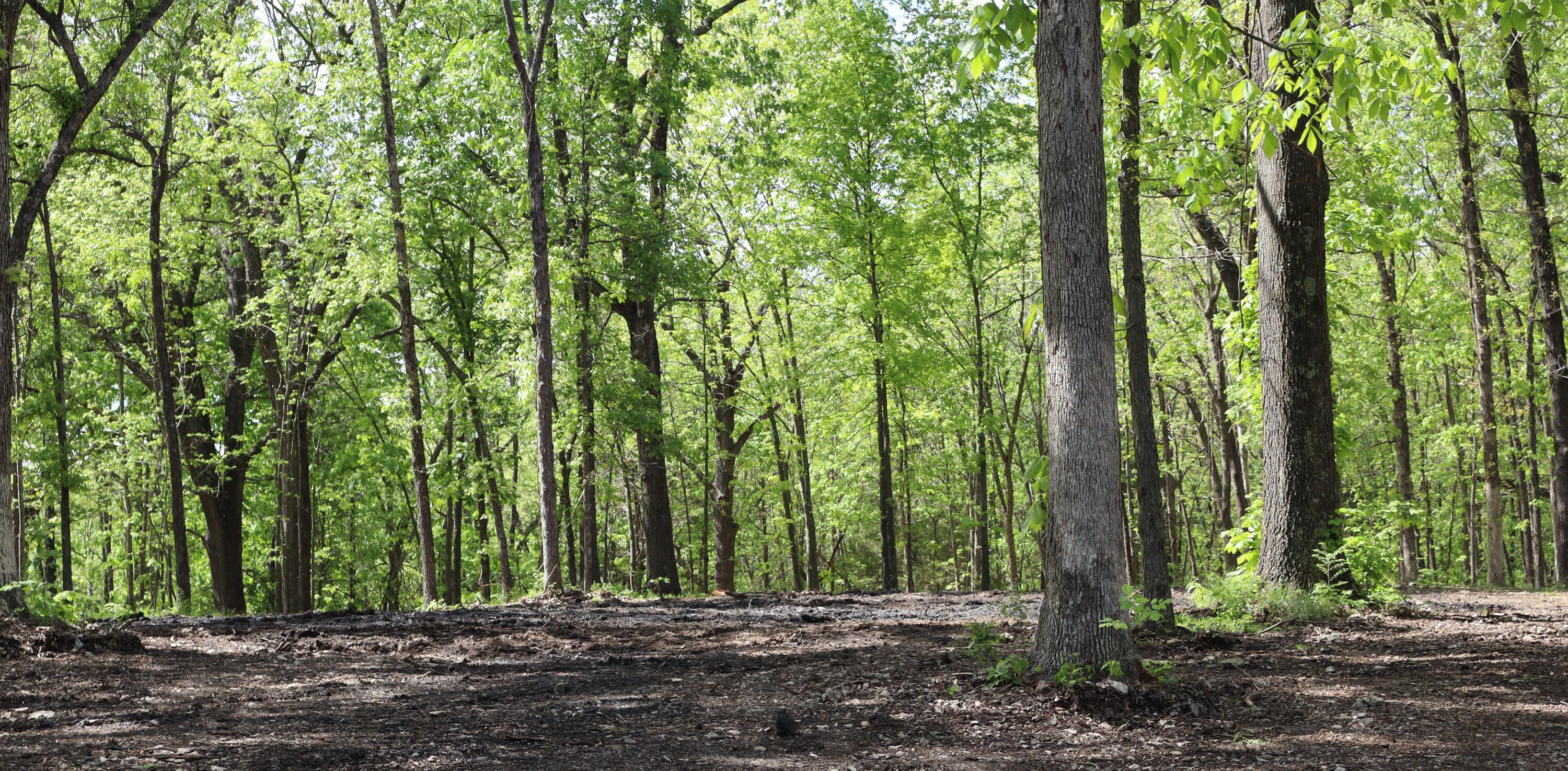 Photo 12 - Land for sale – Tract 3 W Farm Road 36   Willard, MO