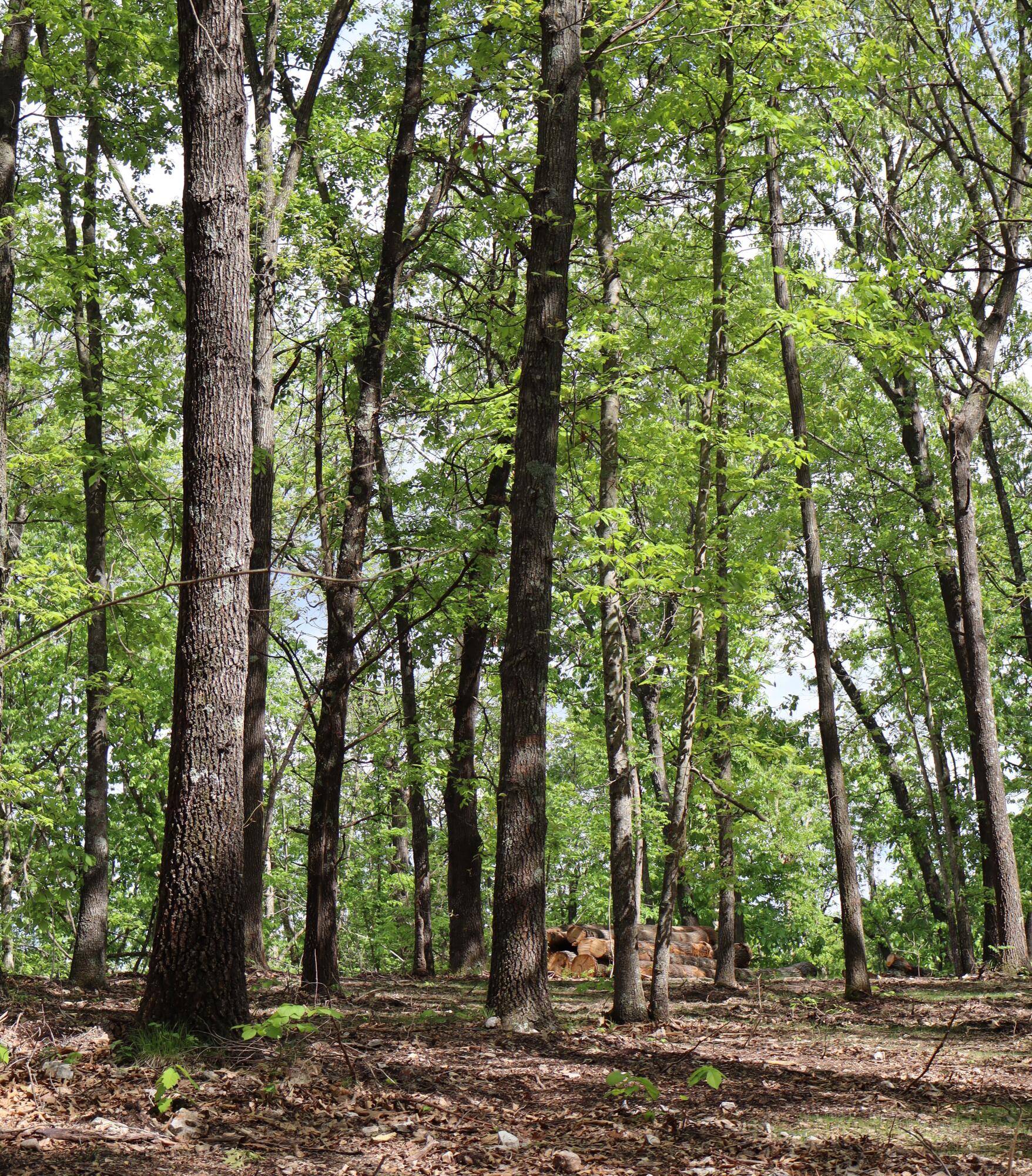 Photo 14 - Land for sale – Tract 3 W Farm Road 36   Willard, MO