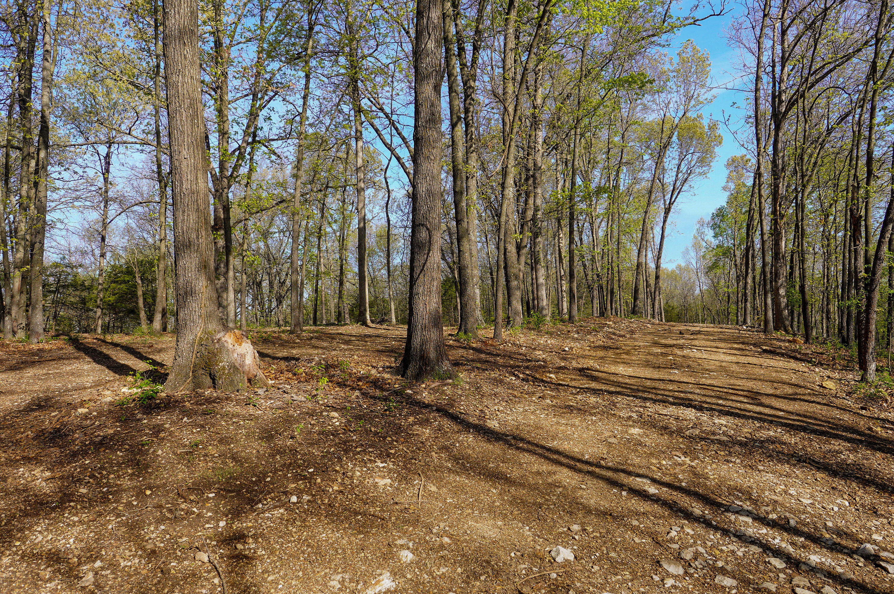 Photo 11 - Land for sale – Tract 3 W Farm Road 36   Willard, MO