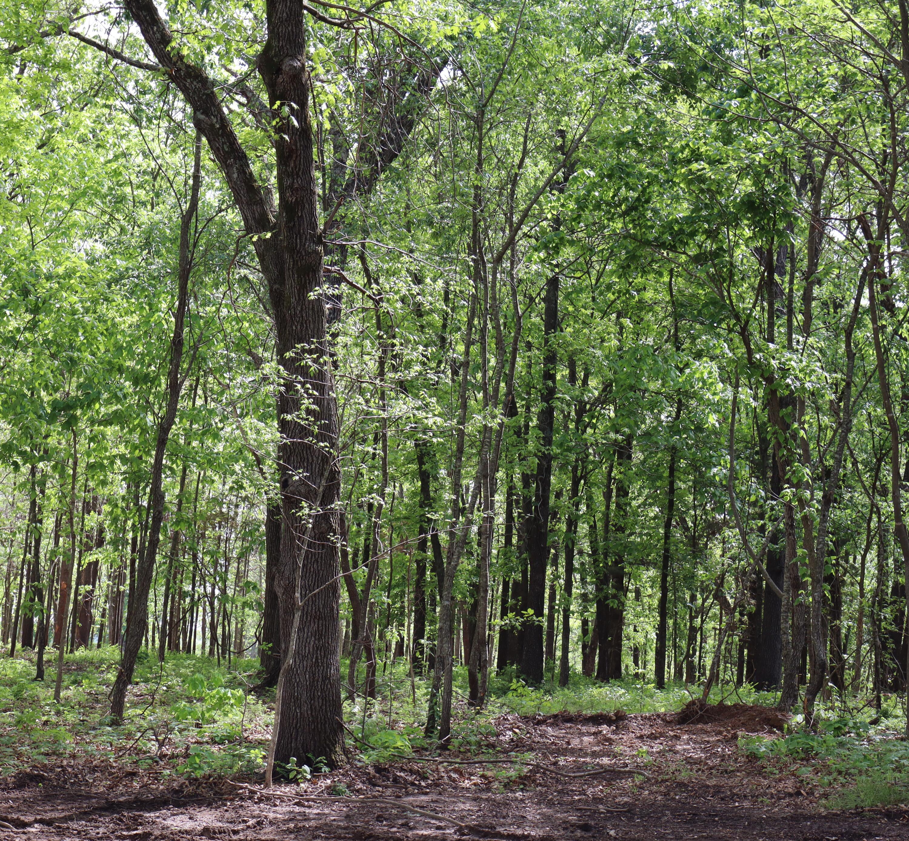Photo 13 - Land for sale – Tract 3 W Farm Road 36   Willard, MO