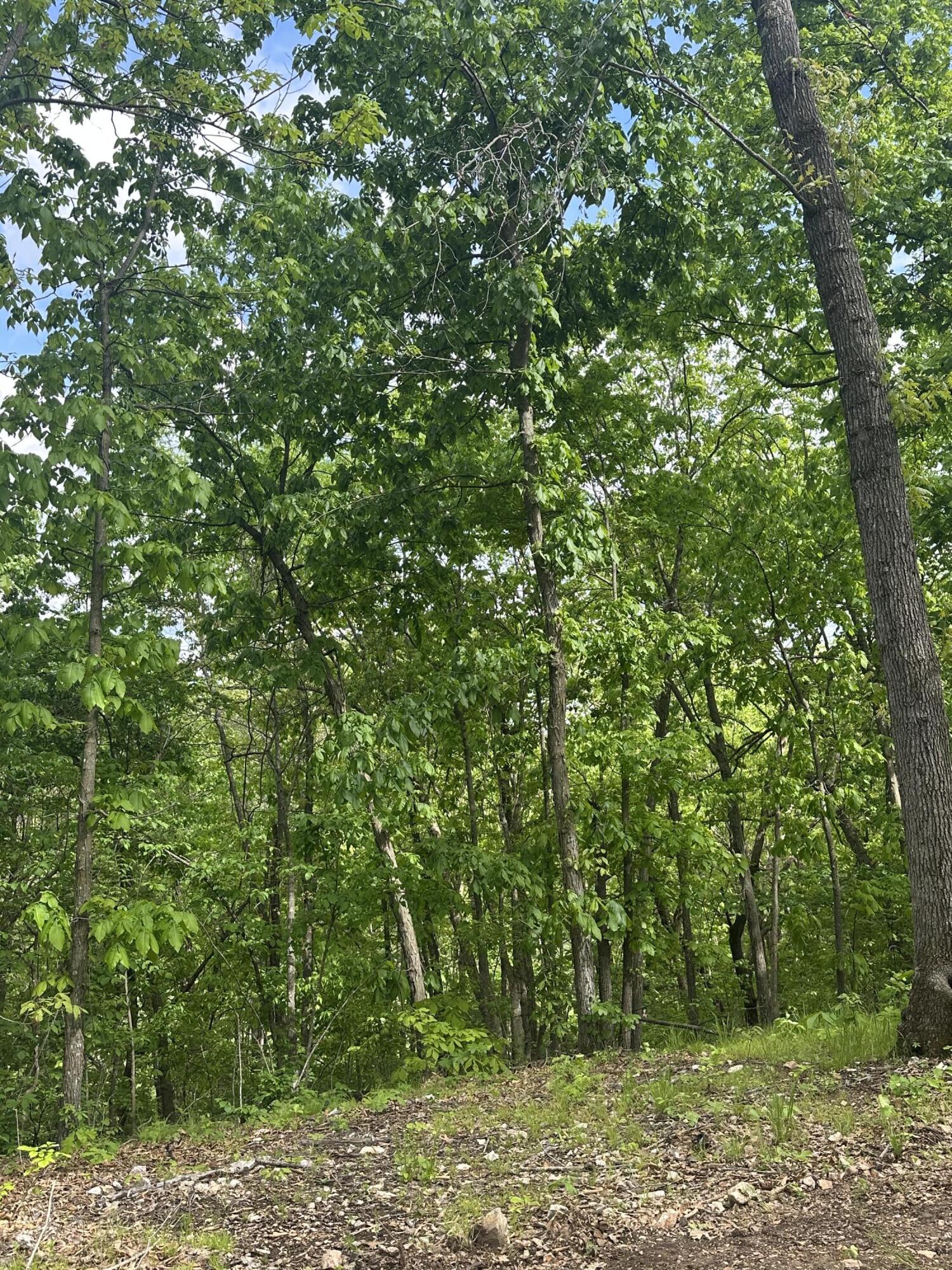 Photo 18 - Land for sale – Tract 2 W Farm Road 36   Willard, MO