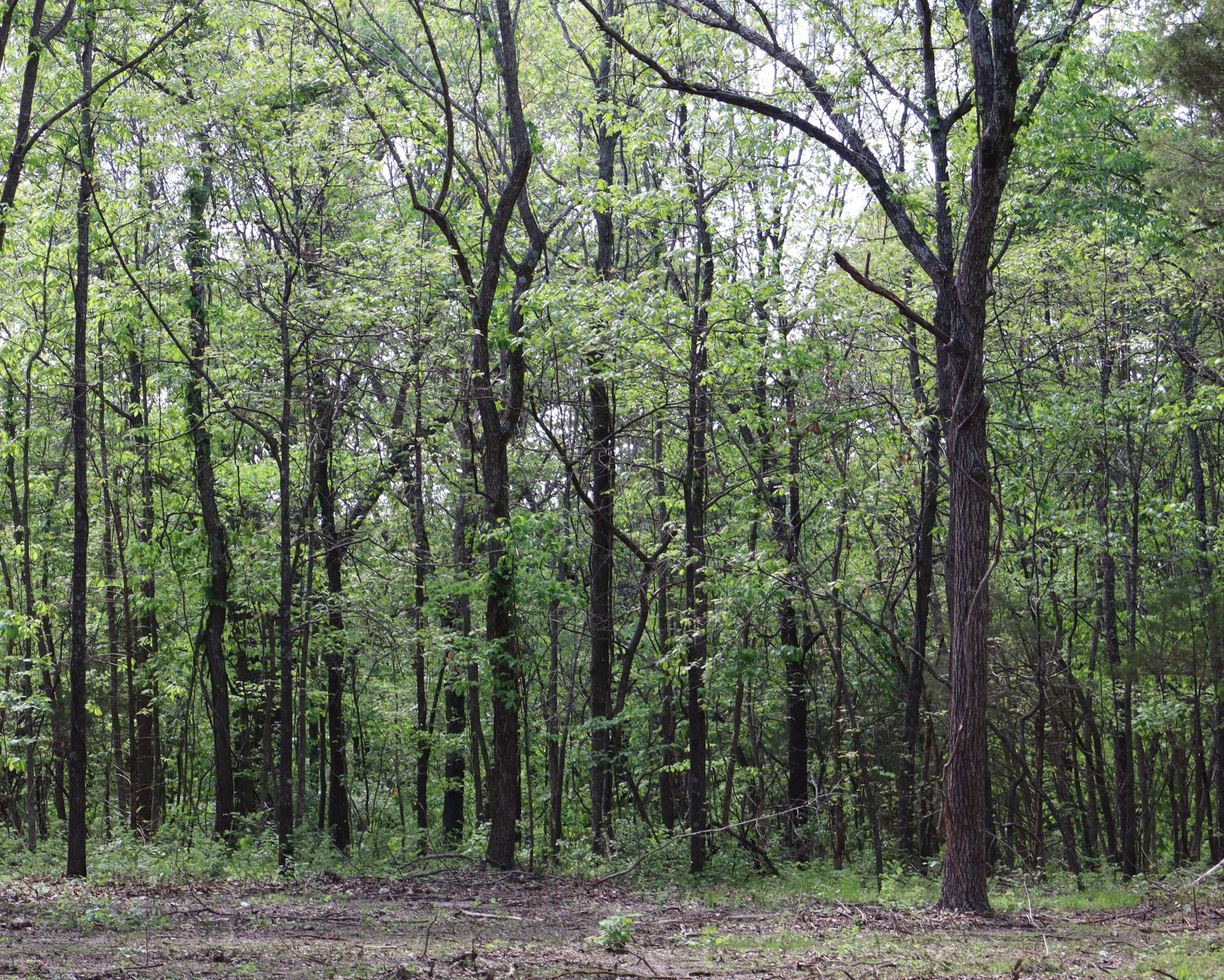 Photo 10 - Land for sale – Tract 2 W Farm Road 36   Willard, MO