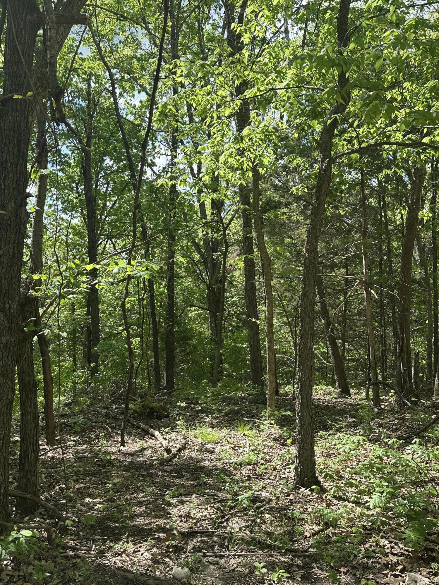 Photo 17 - Land for sale – Tract 2 W Farm Road 36   Willard, MO