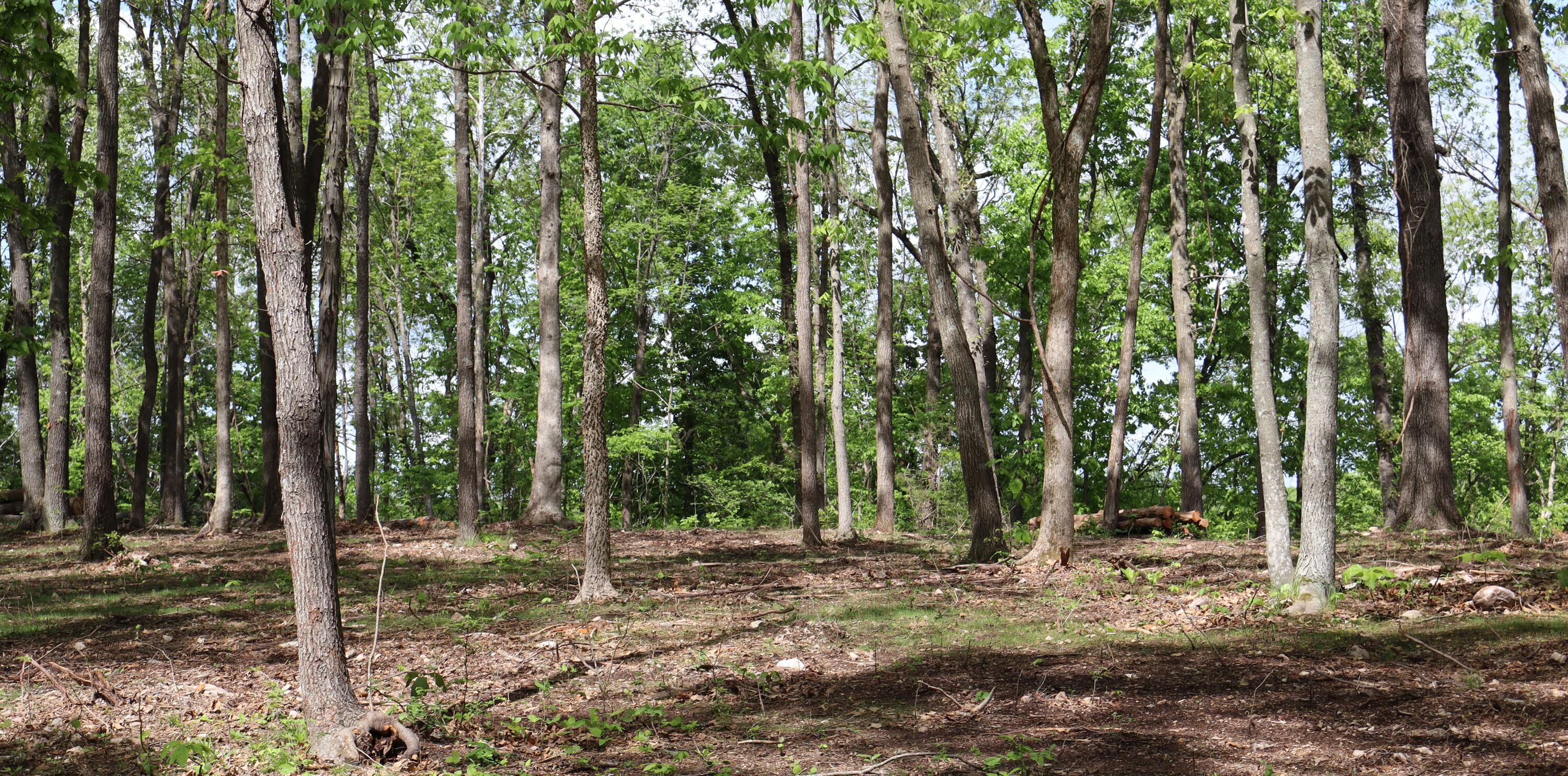 Photo 11 - Land for sale – Tract 2 W Farm Road 36   Willard, MO