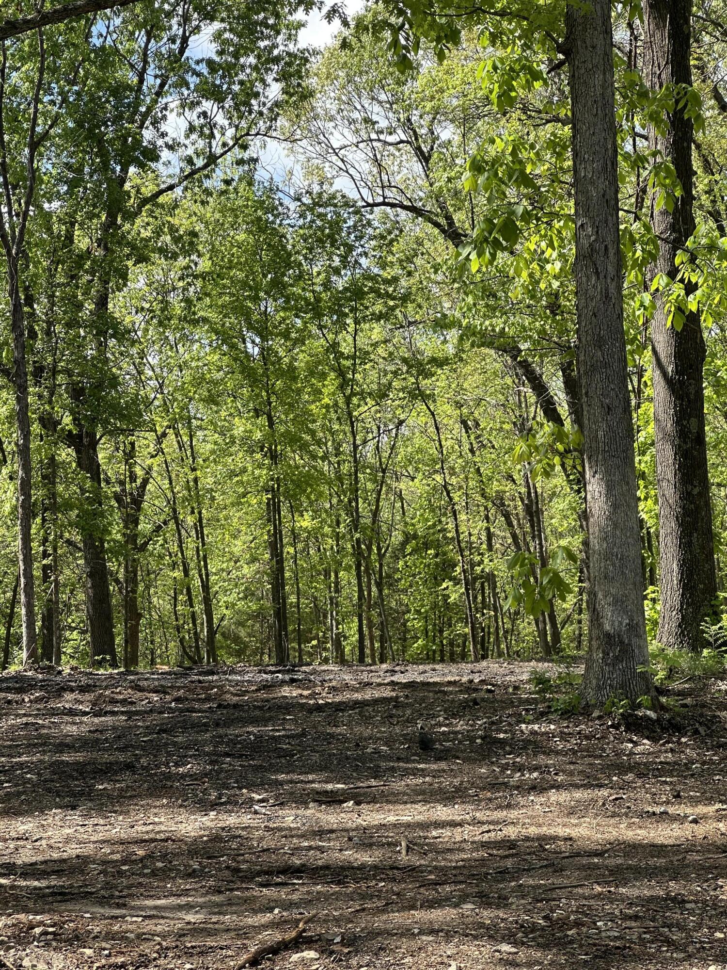 Photo 14 - Land for sale – Tract 2 W Farm Road 36   Willard, MO