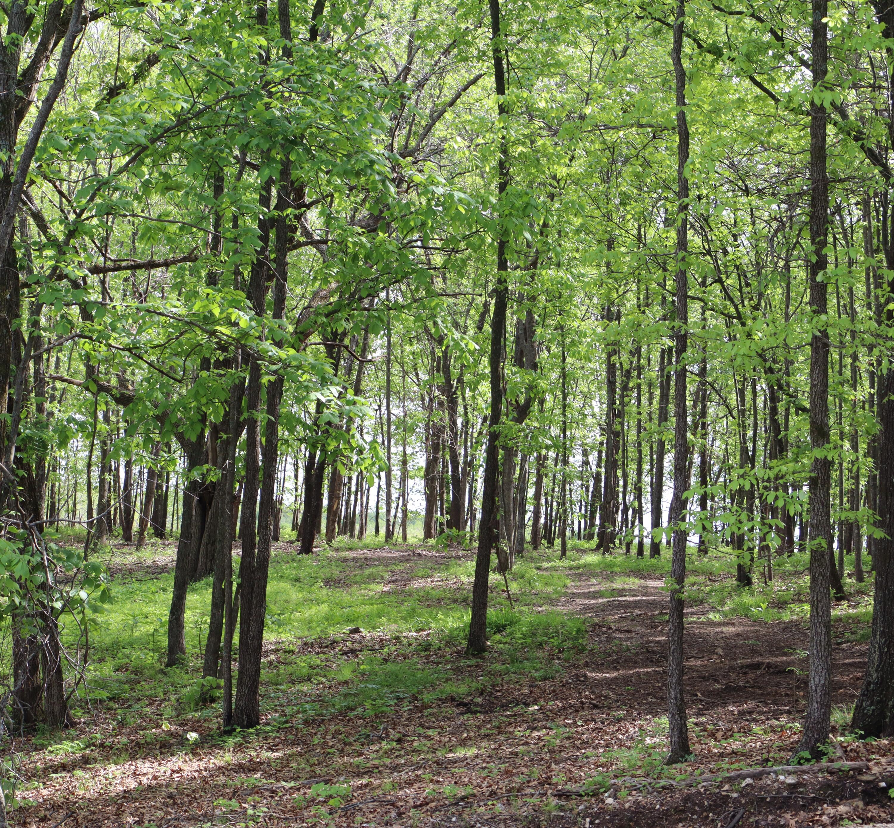 Photo 22 - Land for sale – Tract 2 W Farm Road 36   Willard, MO