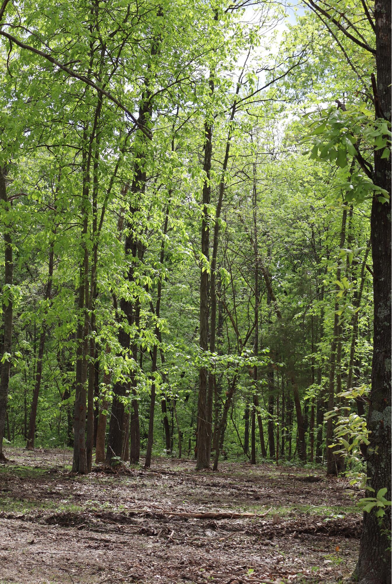 Photo 21 - Land for sale – Tract 2 W Farm Road 36   Willard, MO