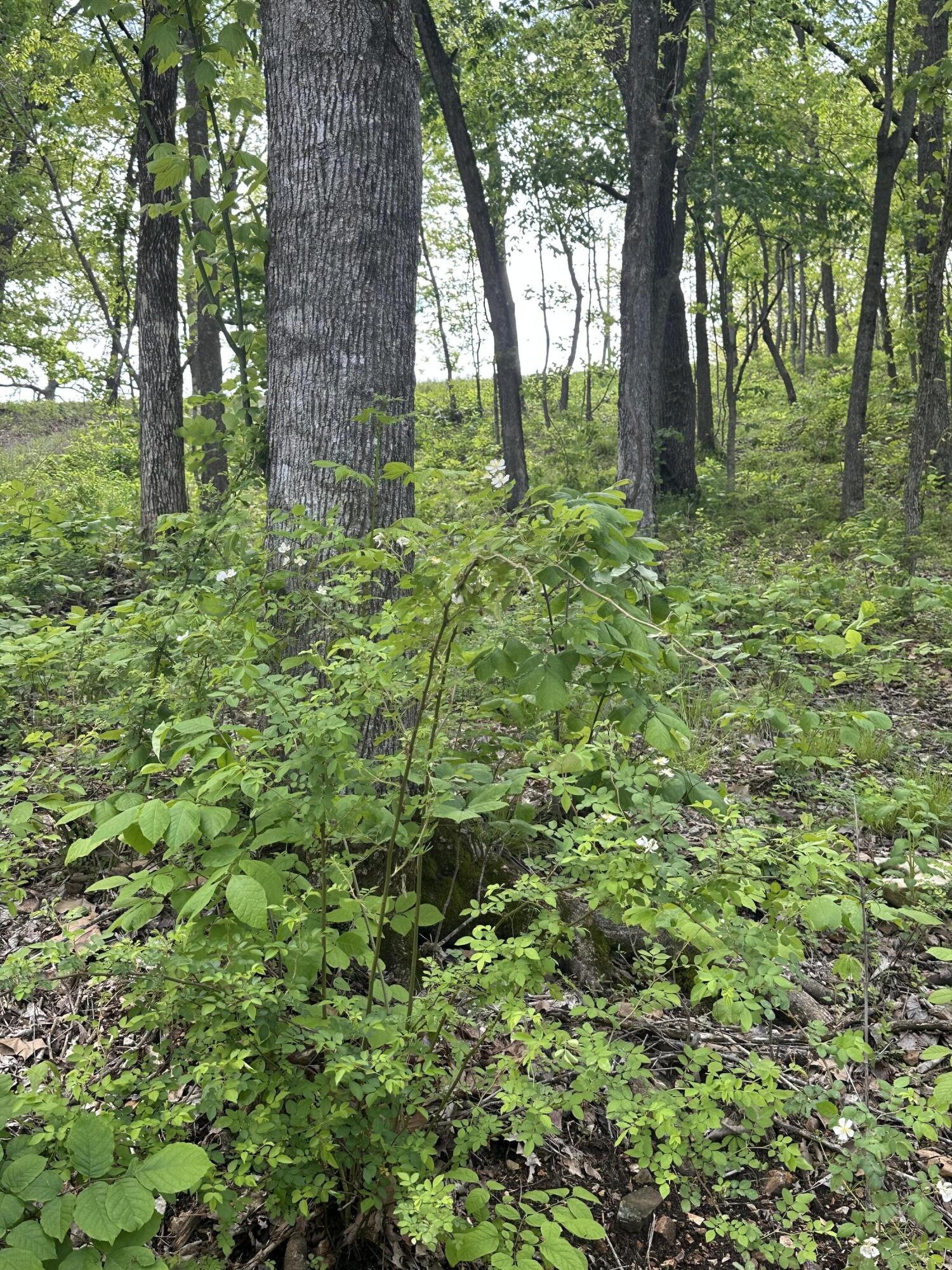 Photo 16 - Land for sale – Tract 2 W Farm Road 36   Willard, MO