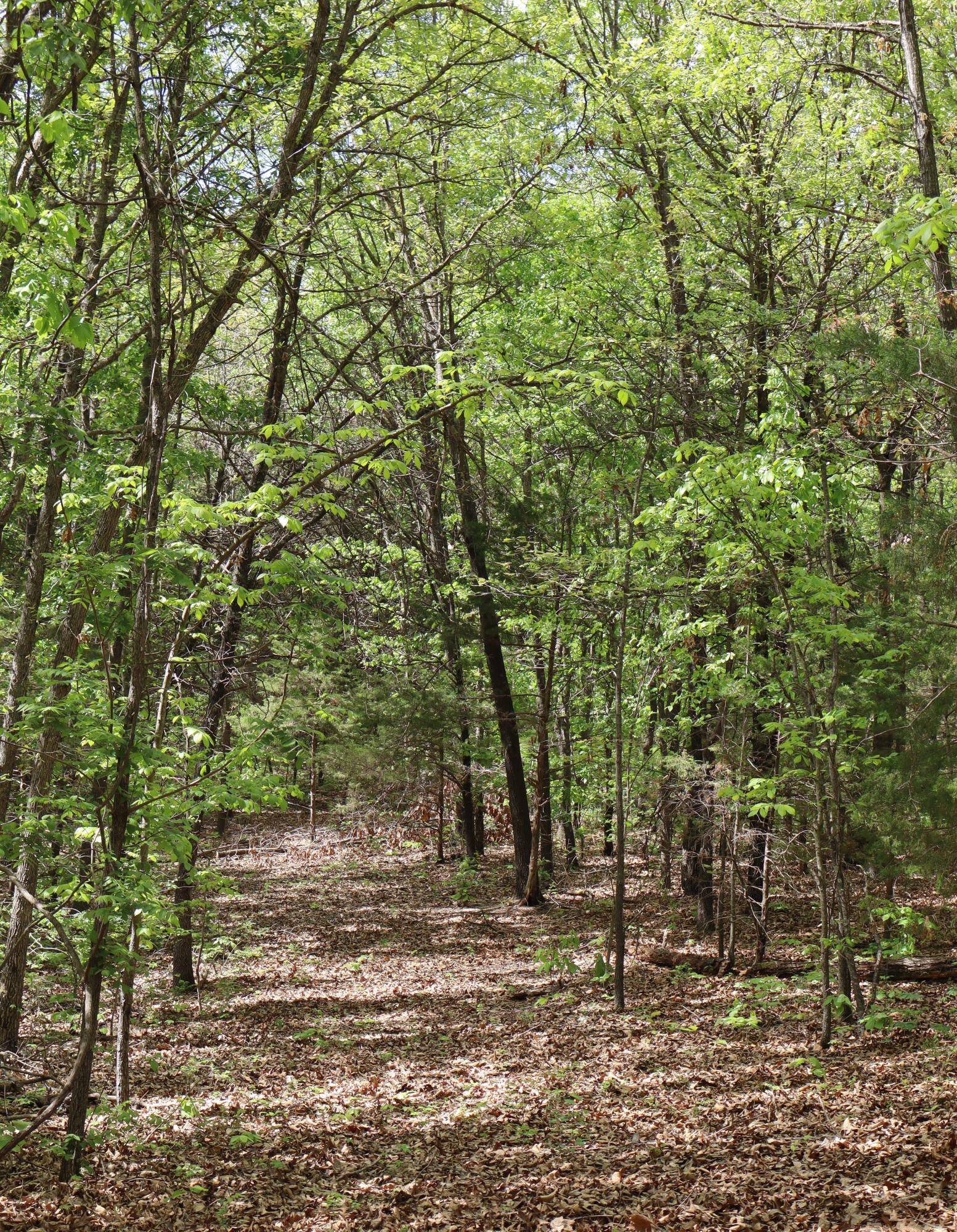 Photo 19 - Land for sale – Tract 2 W Farm Road 36   Willard, MO