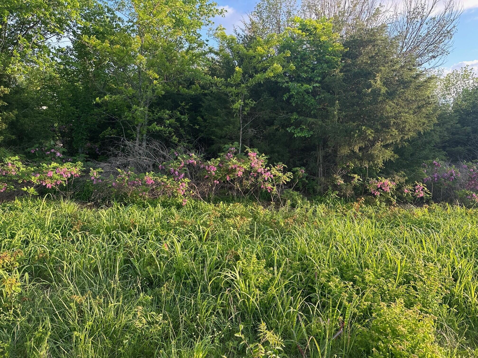Photo 2 - Land for sale – 000 E 7th Street  Duenweg, MO