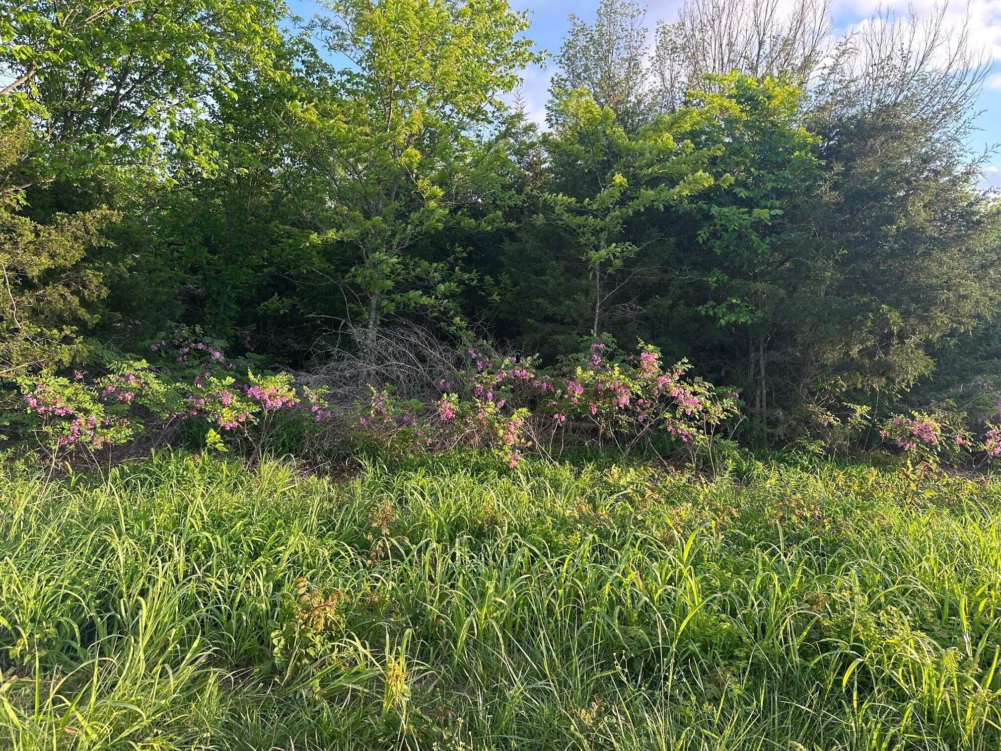 Photo 6 - Land for sale – 000 E 7th Street  Duenweg, MO