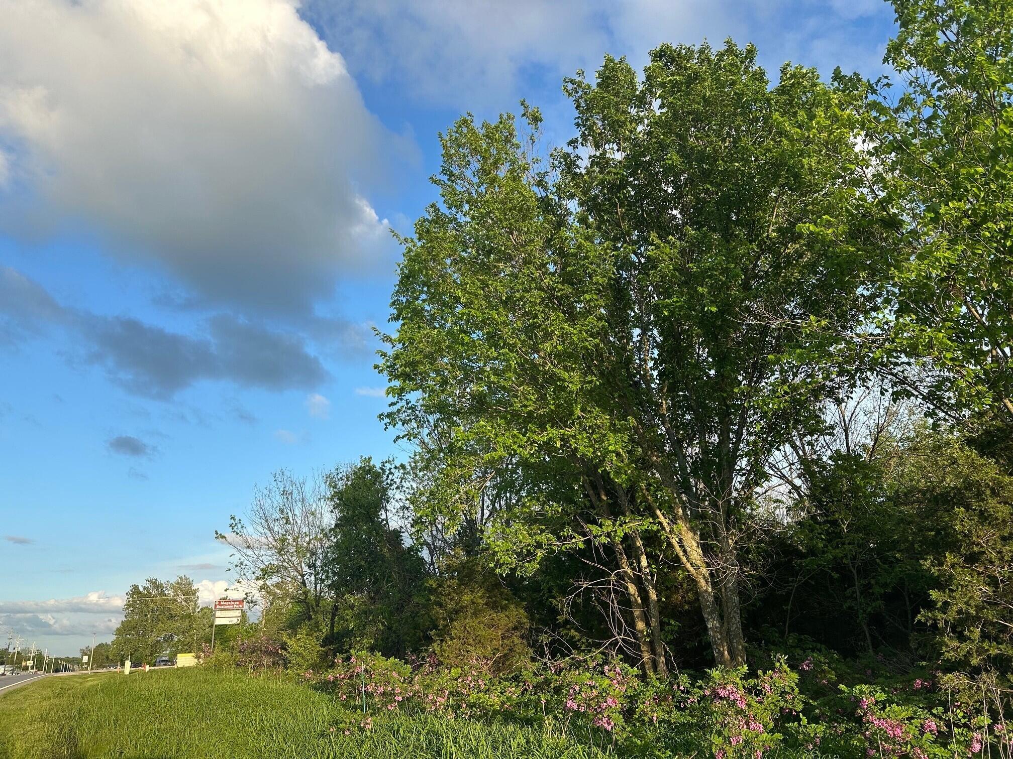Photo 4 - Land for sale – 000 E 7th Street  Duenweg, MO