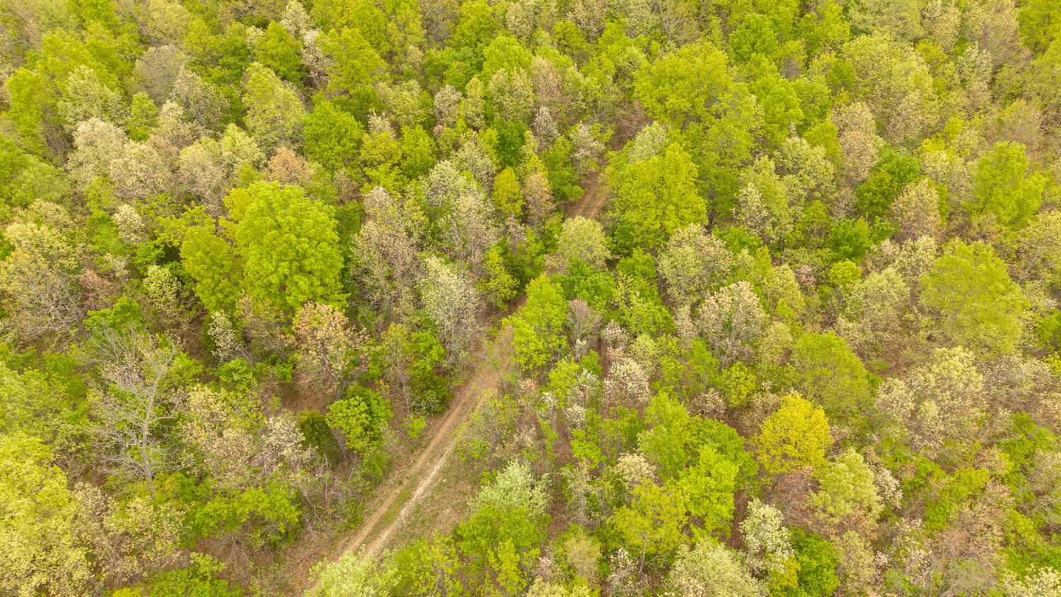 Photo 7 - Land for sale – 000  Crooked Creek Road  Hartville, MO