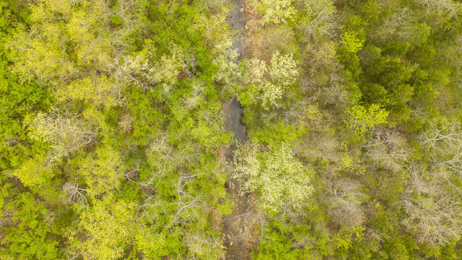 Photo 5 - Land for sale – 000  Crooked Creek Road  Hartville, MO