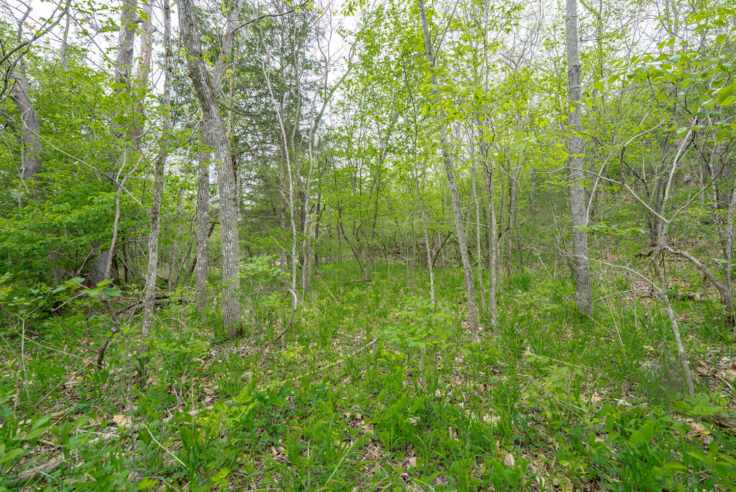 Photo 21 - Land for sale – 000  Crooked Creek Road  Hartville, MO