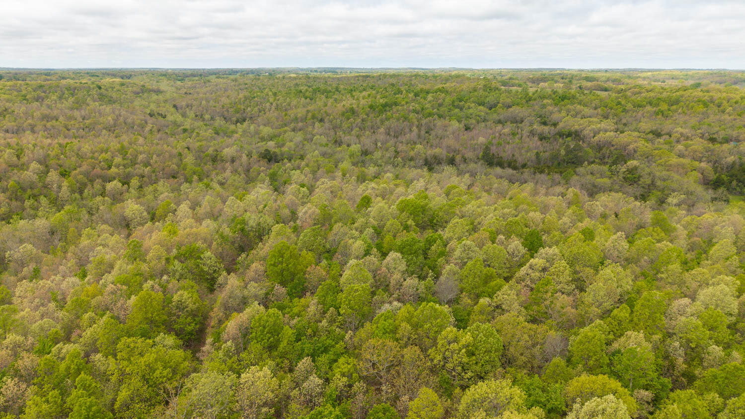 Photo 9 - Land for sale – 000  Crooked Creek Road  Hartville, MO