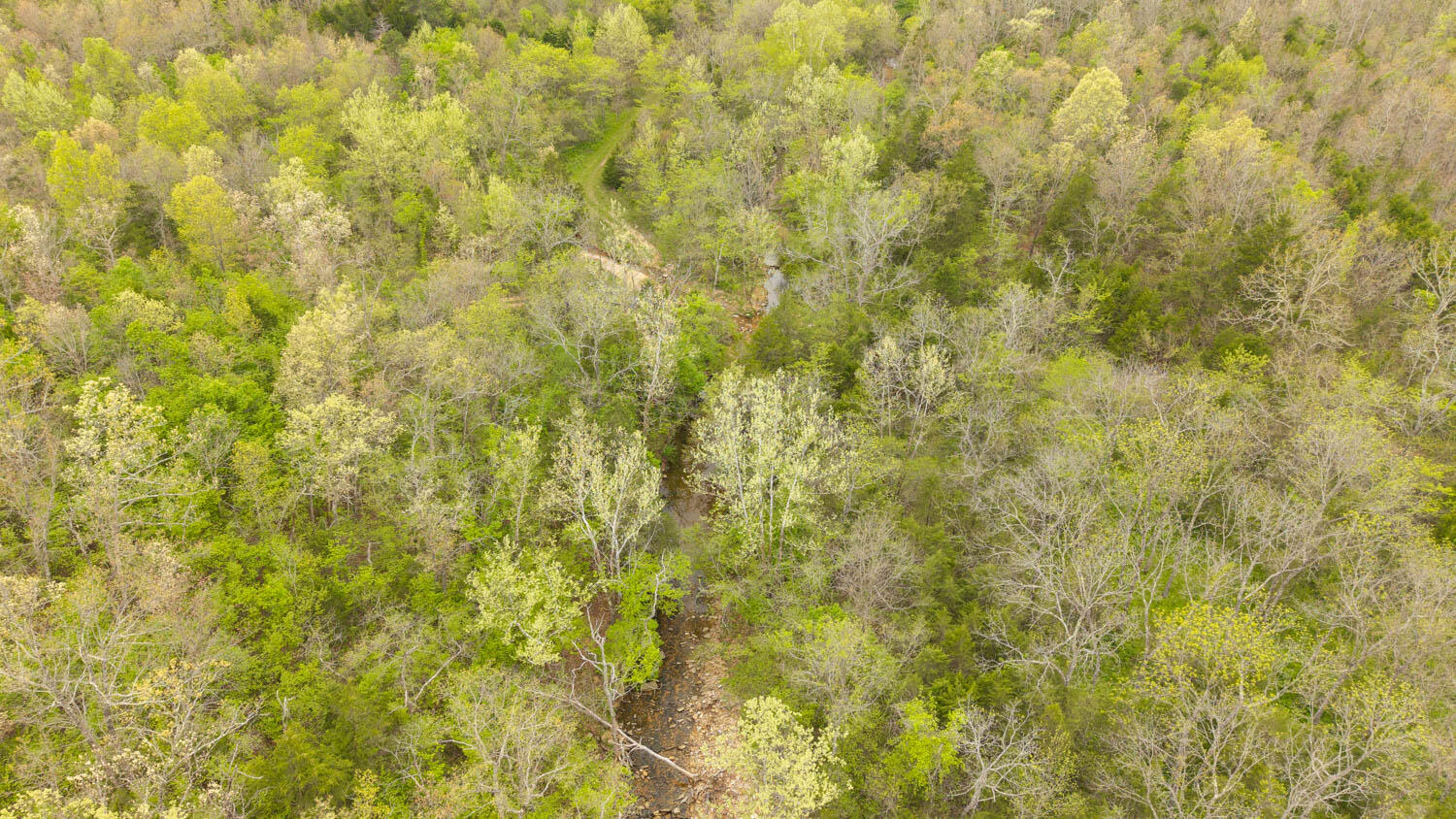 Photo 6 - Land for sale – 000  Crooked Creek Road  Hartville, MO