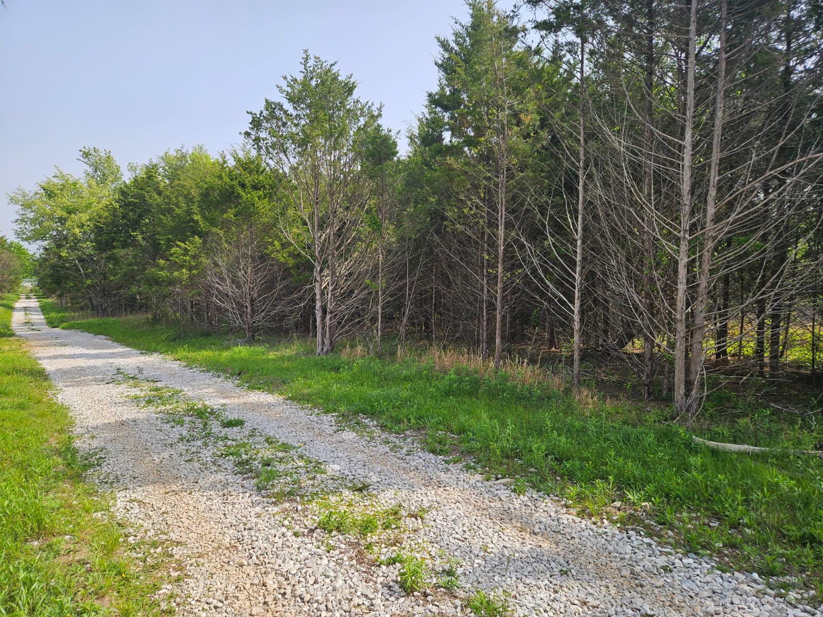 Land for sale – 226  Lilac Tract E   Rogersville, MO