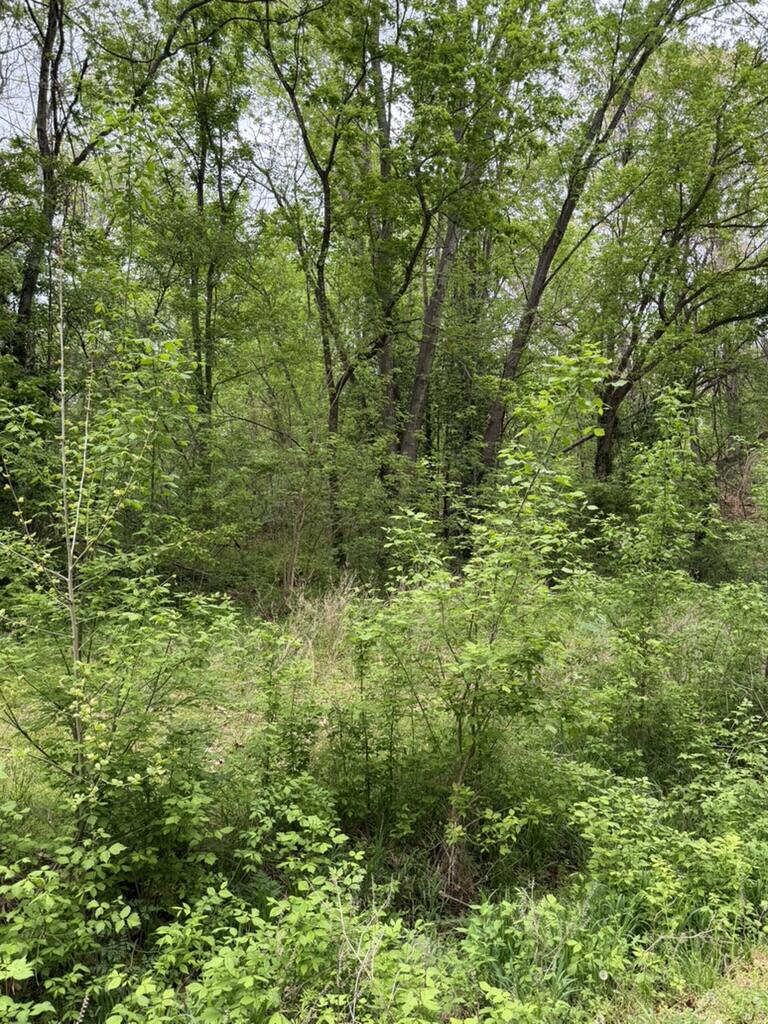 Photo 11 - Land for sale – 000  Eureka Avenue  Seligman, MO