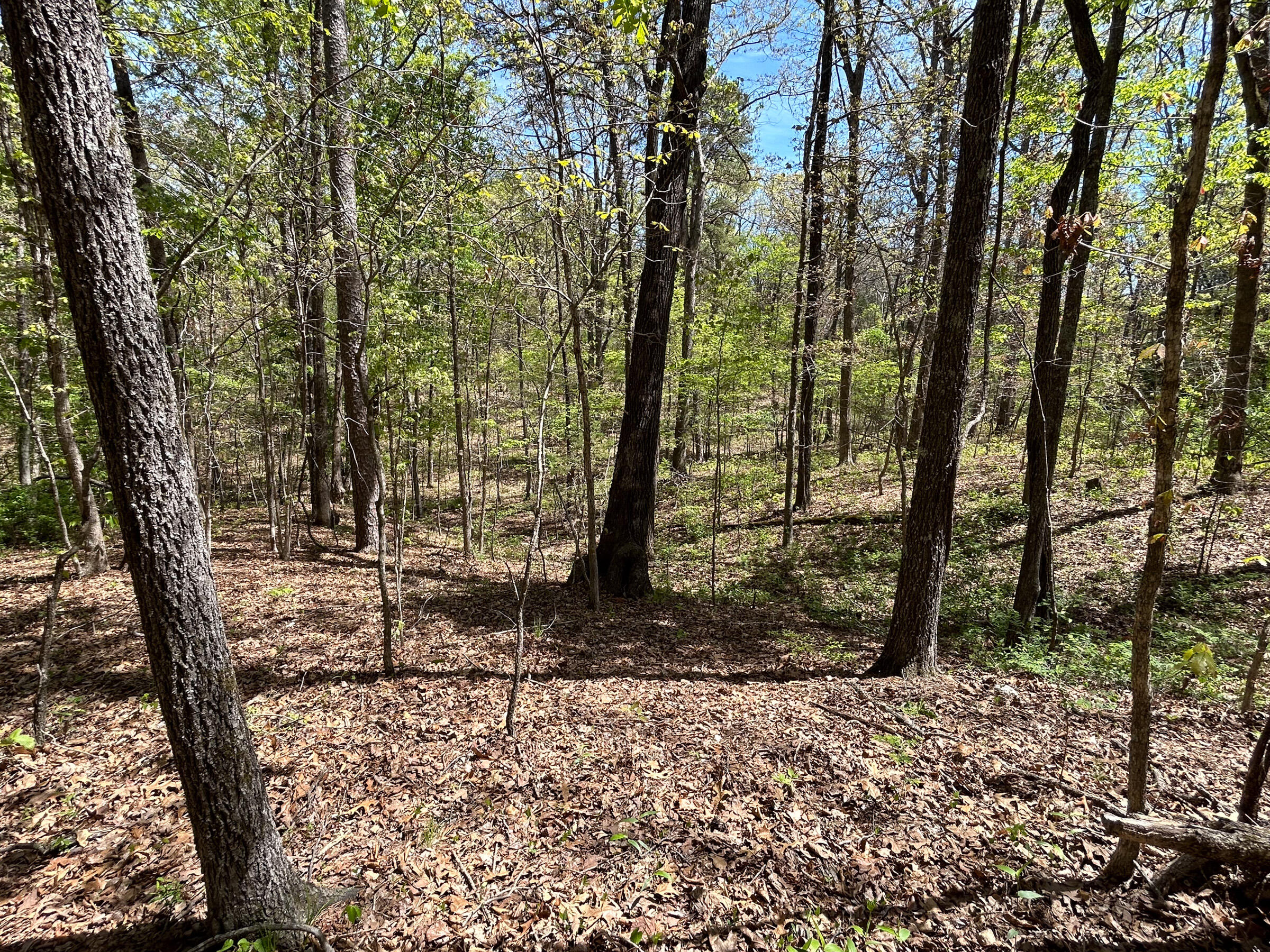 Photo 28 - Land for sale – 8307  Highway 63   Houston, MO