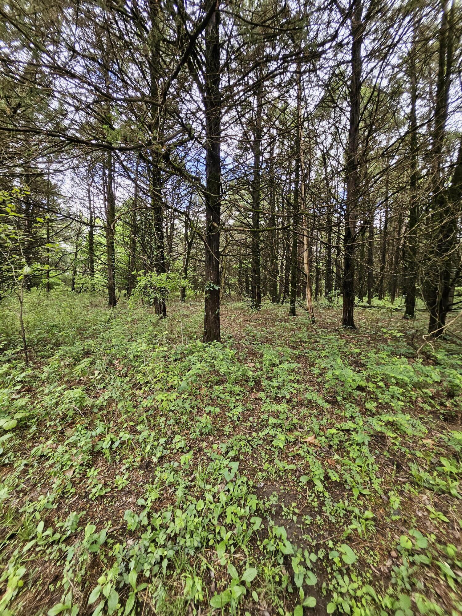 Photo 2 - Land for sale – 000 W Dade 2   Jerico Springs, MO