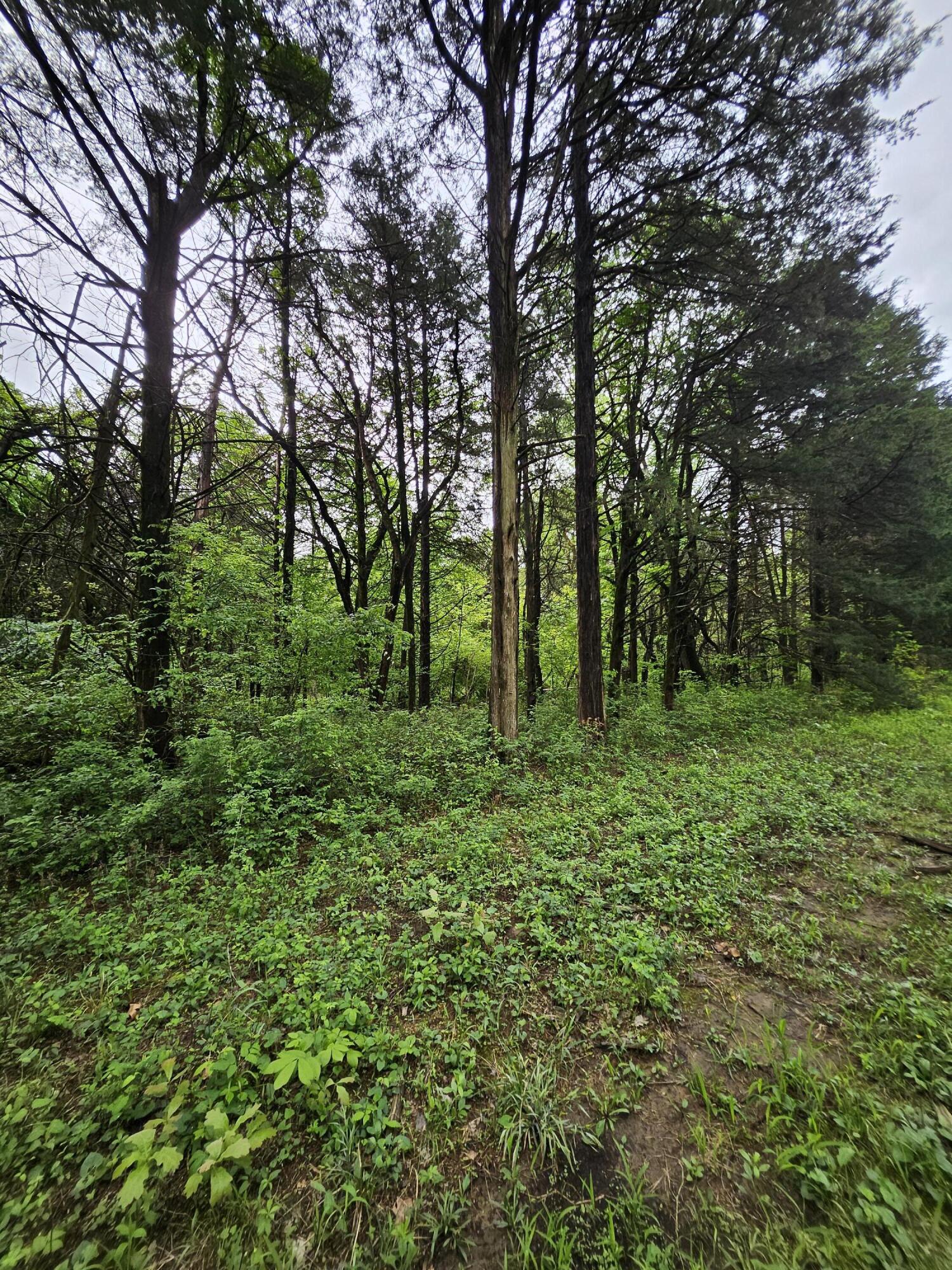 Photo 12 - Land for sale – 000 W Dade 2   Jerico Springs, MO