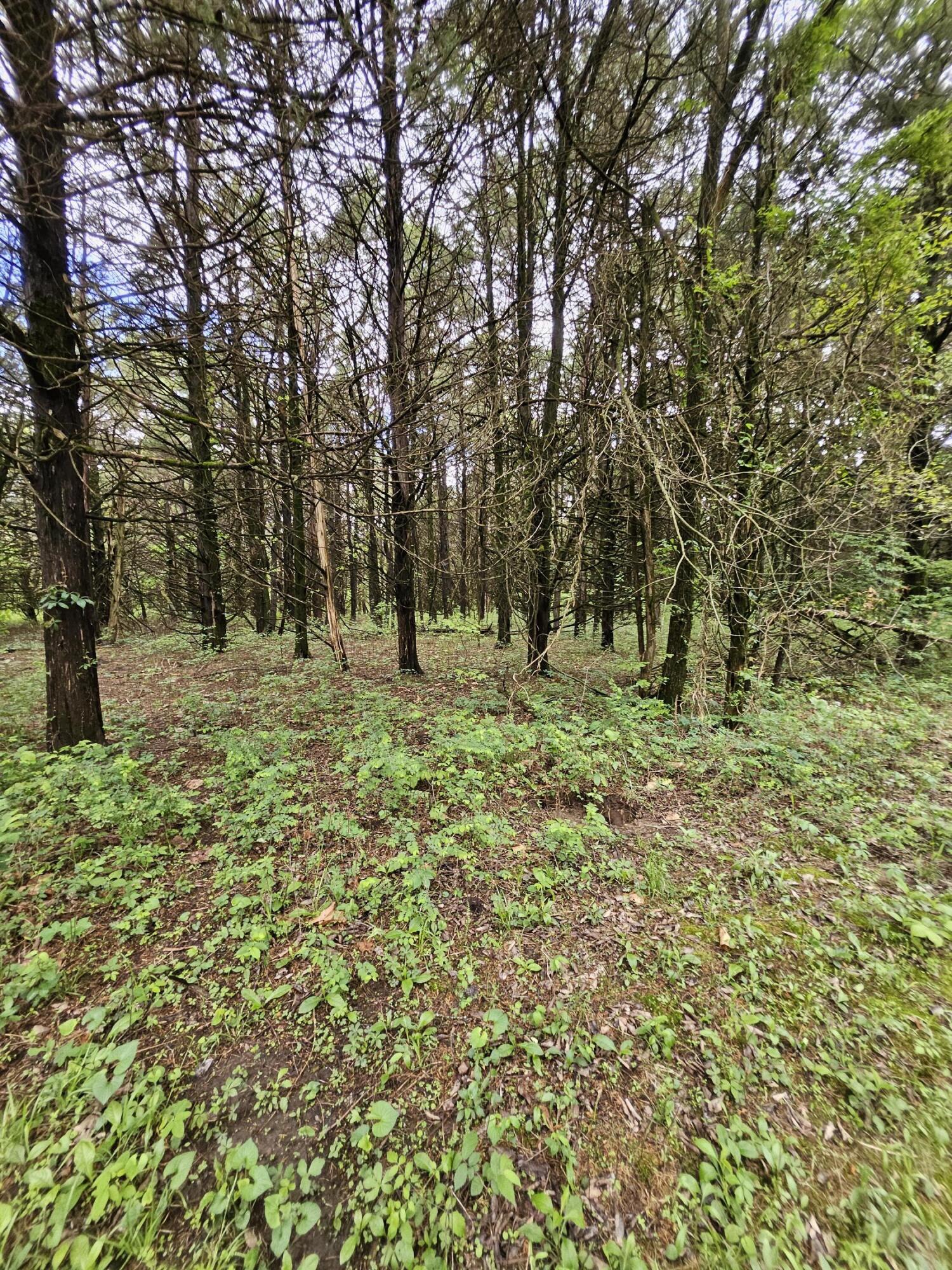 Photo 11 - Land for sale – 000 W Dade 2   Jerico Springs, MO