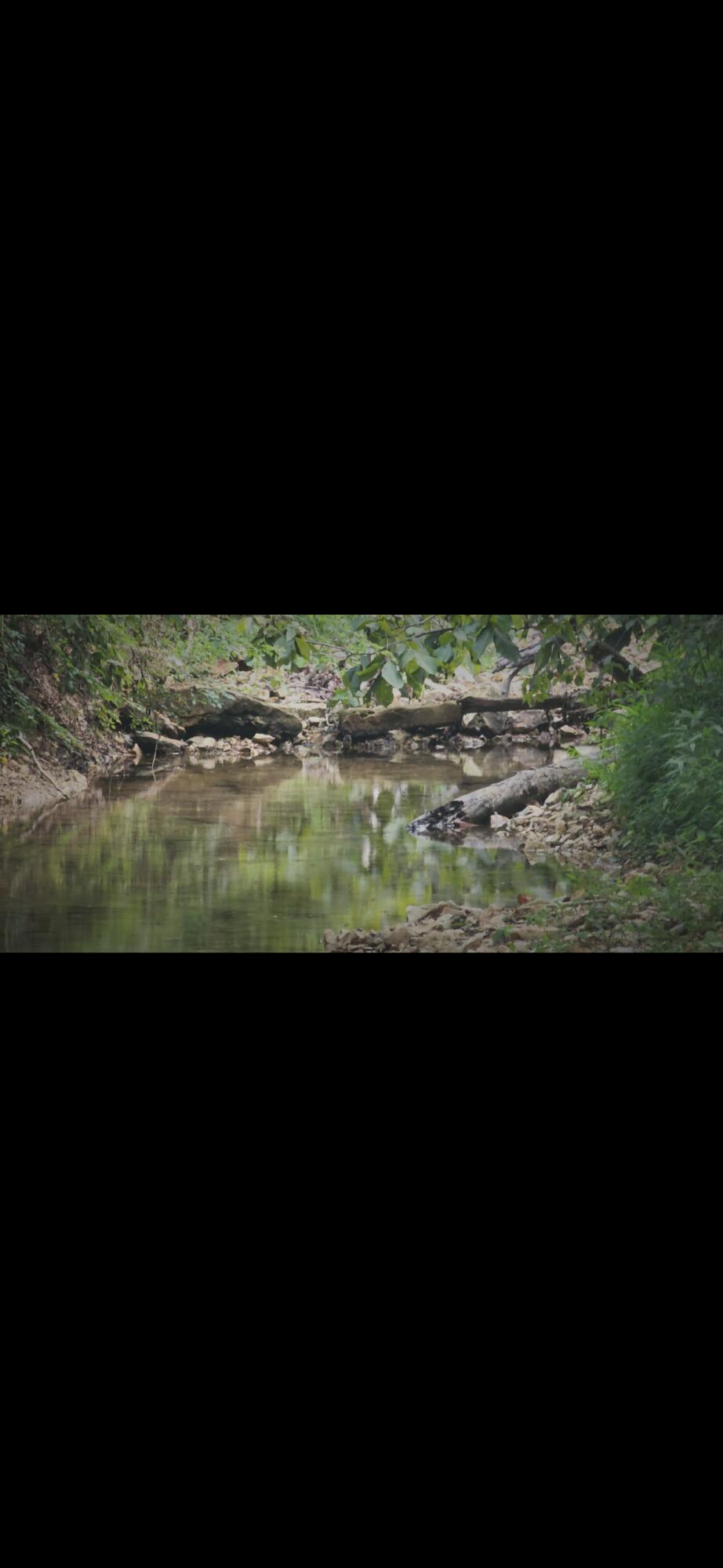 Photo 3 - Land for sale – 0000  Cedar Gap Central Lane  Mansfield, MO