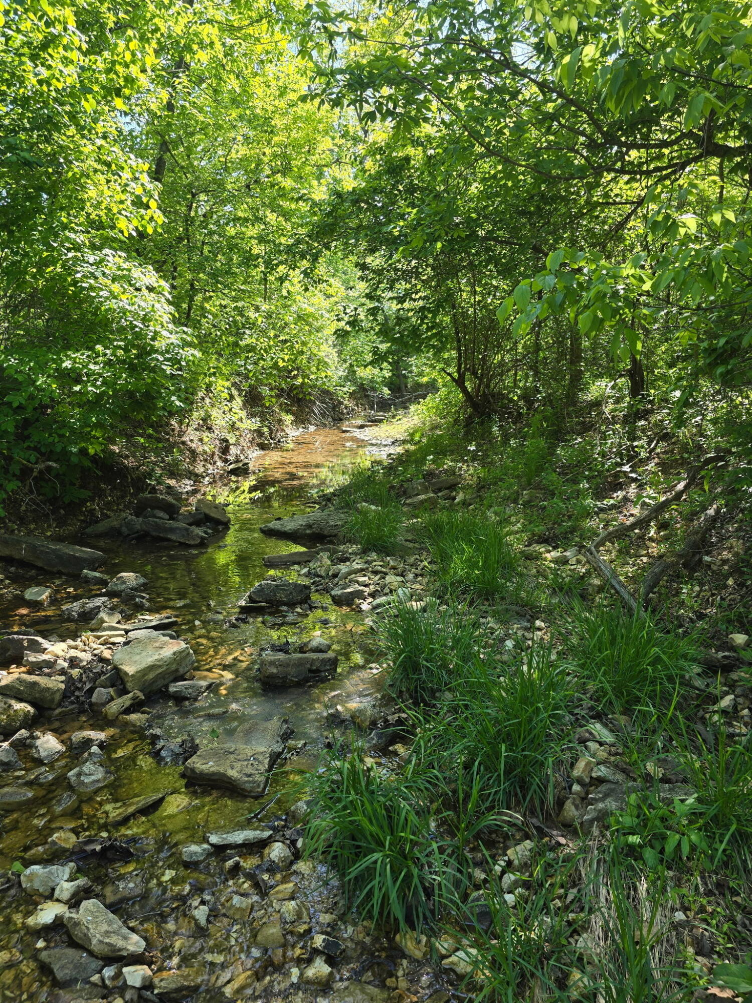 Photo 4 - Land for sale – 0000  Cedar Gap Central Lane  Mansfield, MO
