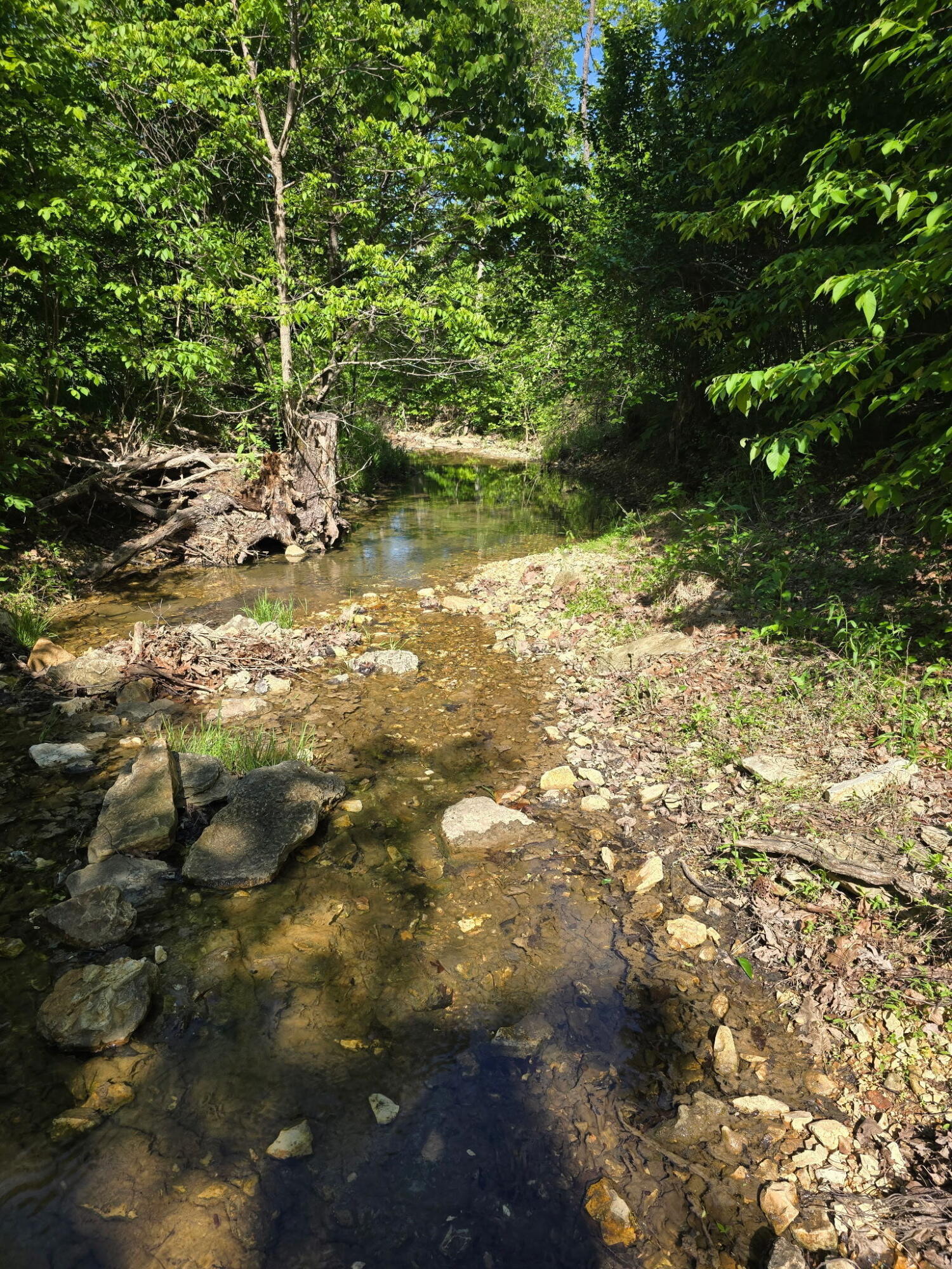 Photo 5 - Land for sale – 0000  Cedar Gap Central Lane  Mansfield, MO