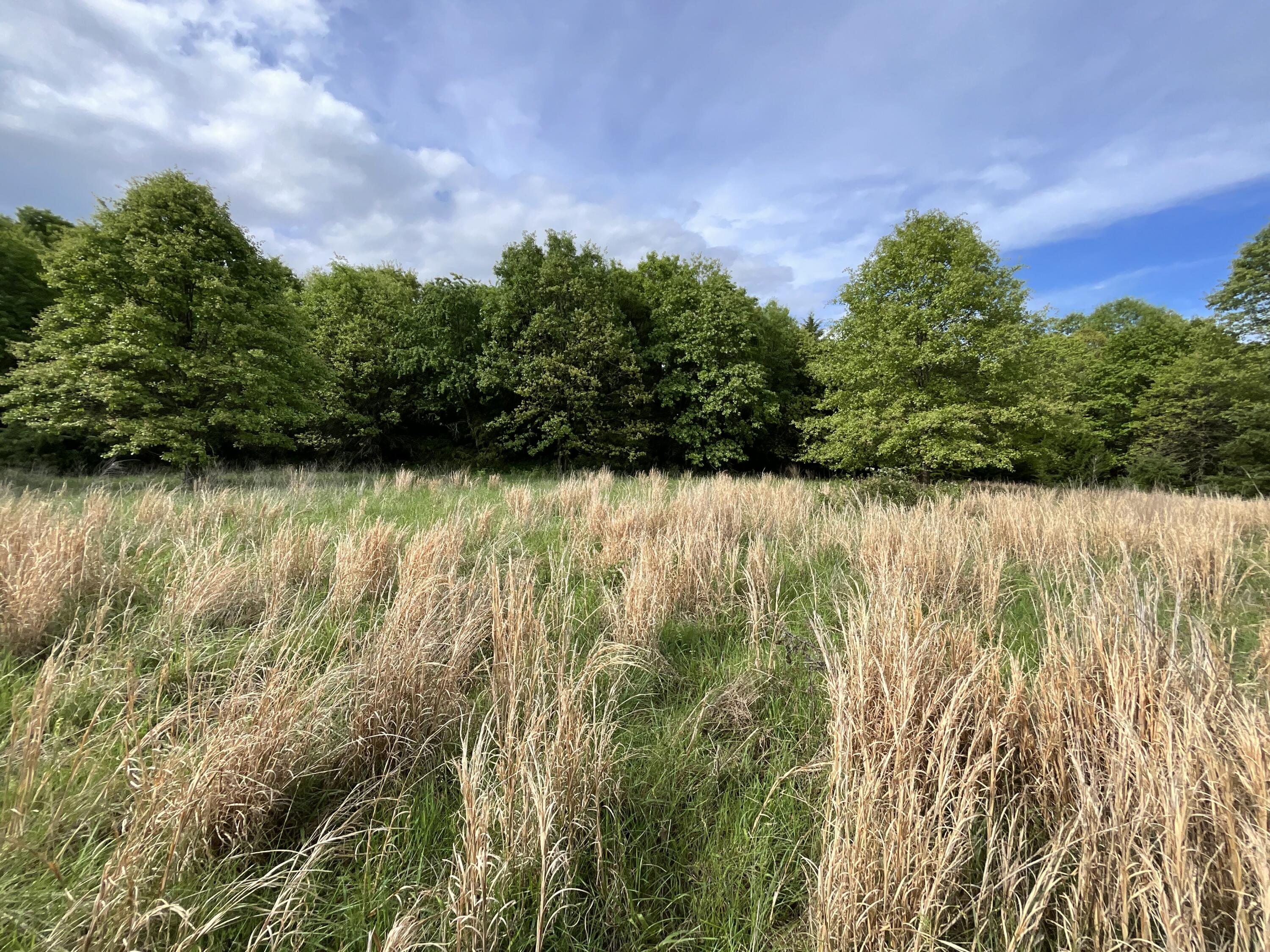 Photo 26 - Land for sale – 000  County Road 6750 Road  West Plains, MO