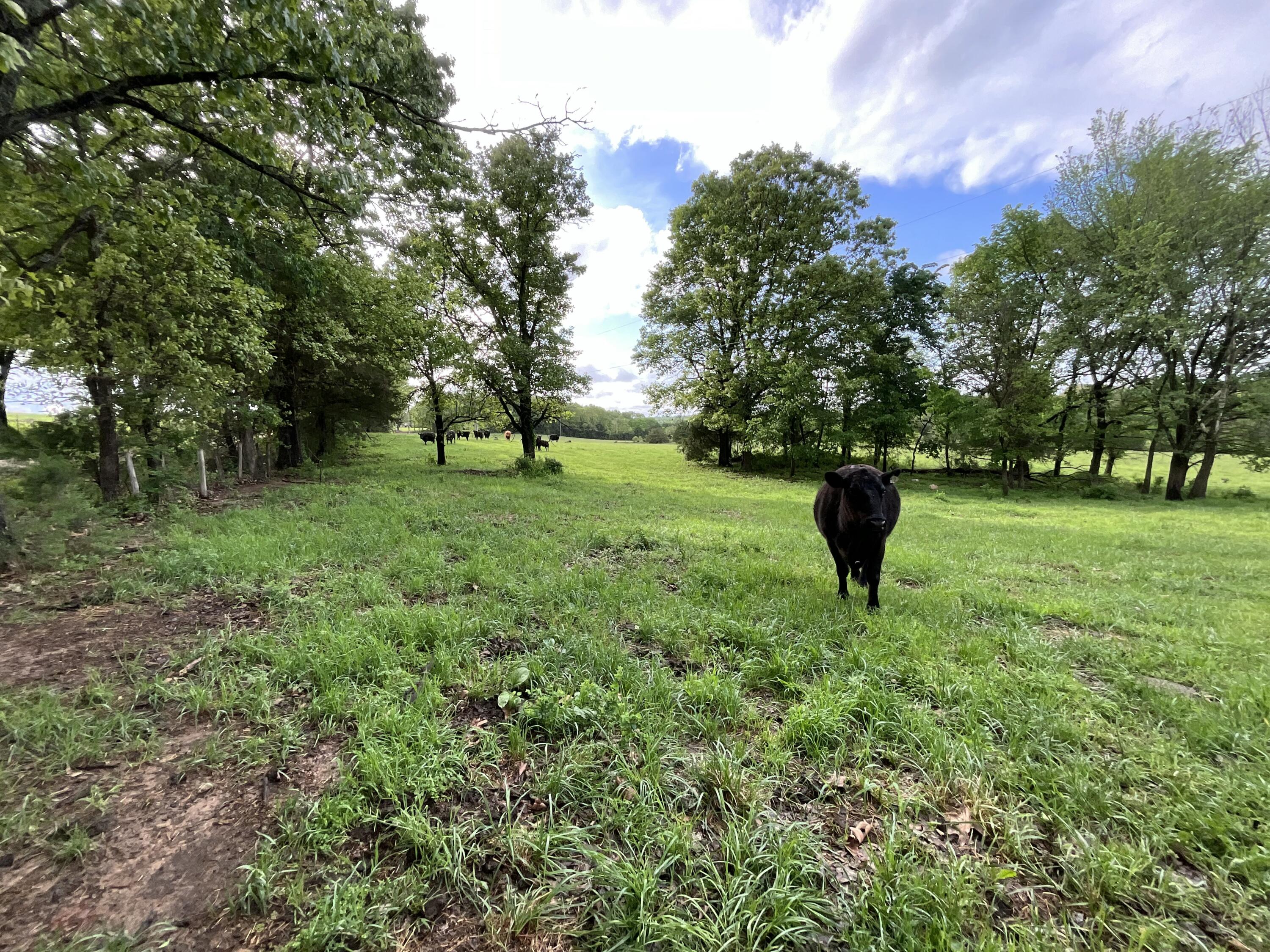 Photo 18 - Land for sale – 000  County Road 6750 Road  West Plains, MO