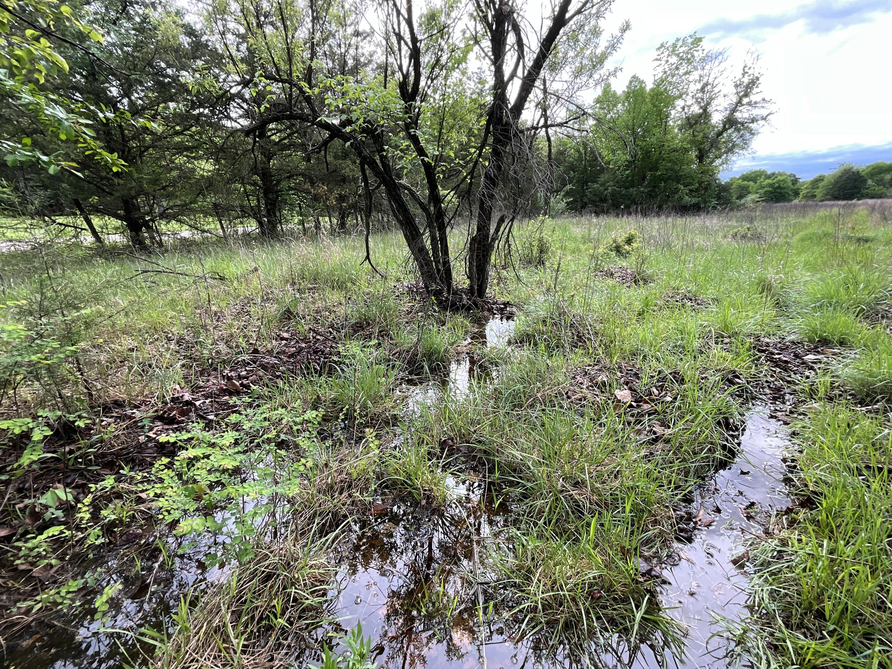 Photo 23 - Land for sale – 000  County Road 6750 Road  West Plains, MO