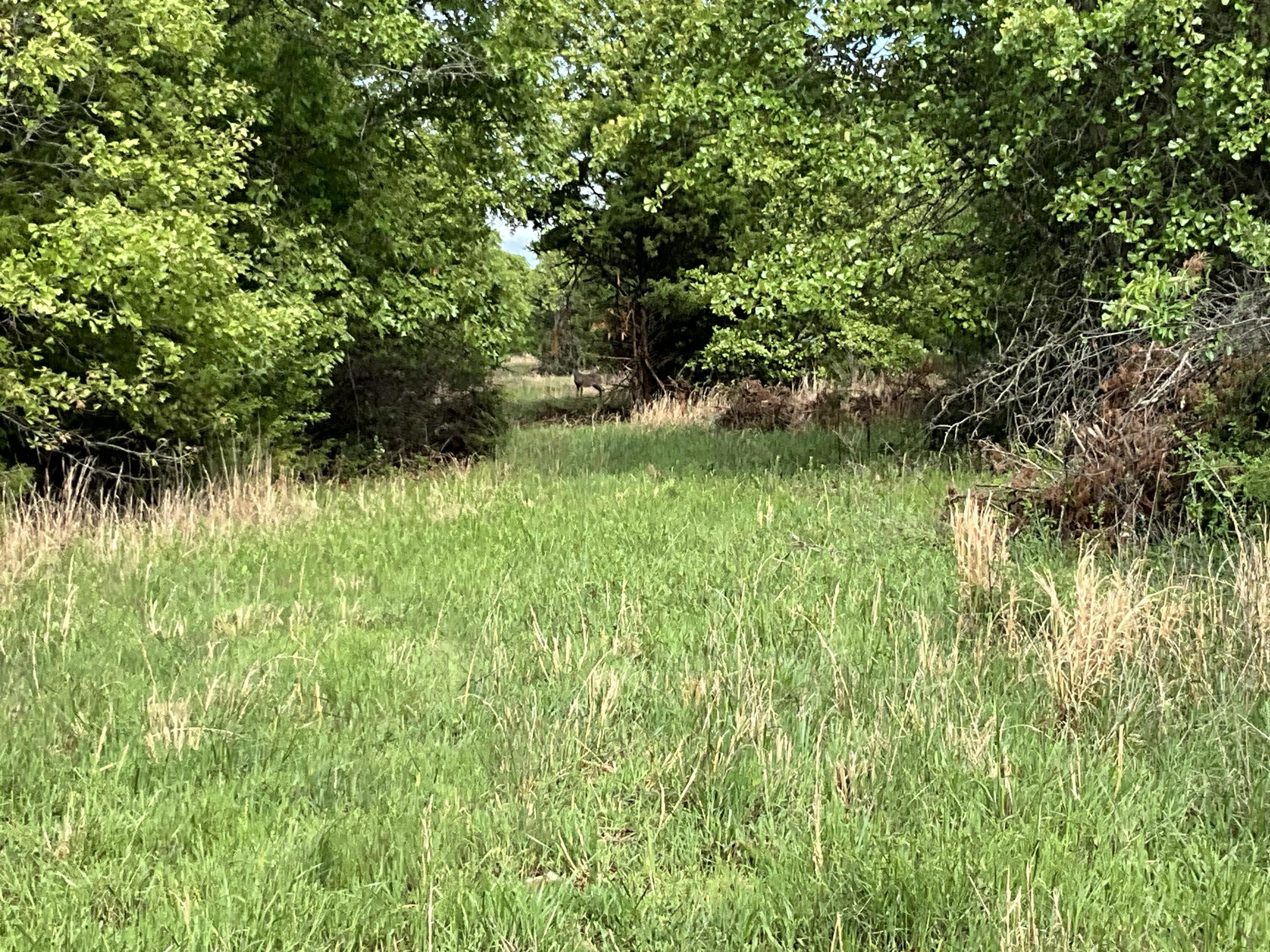 Photo 29 - Land for sale – 000  County Road 6750 Road  West Plains, MO