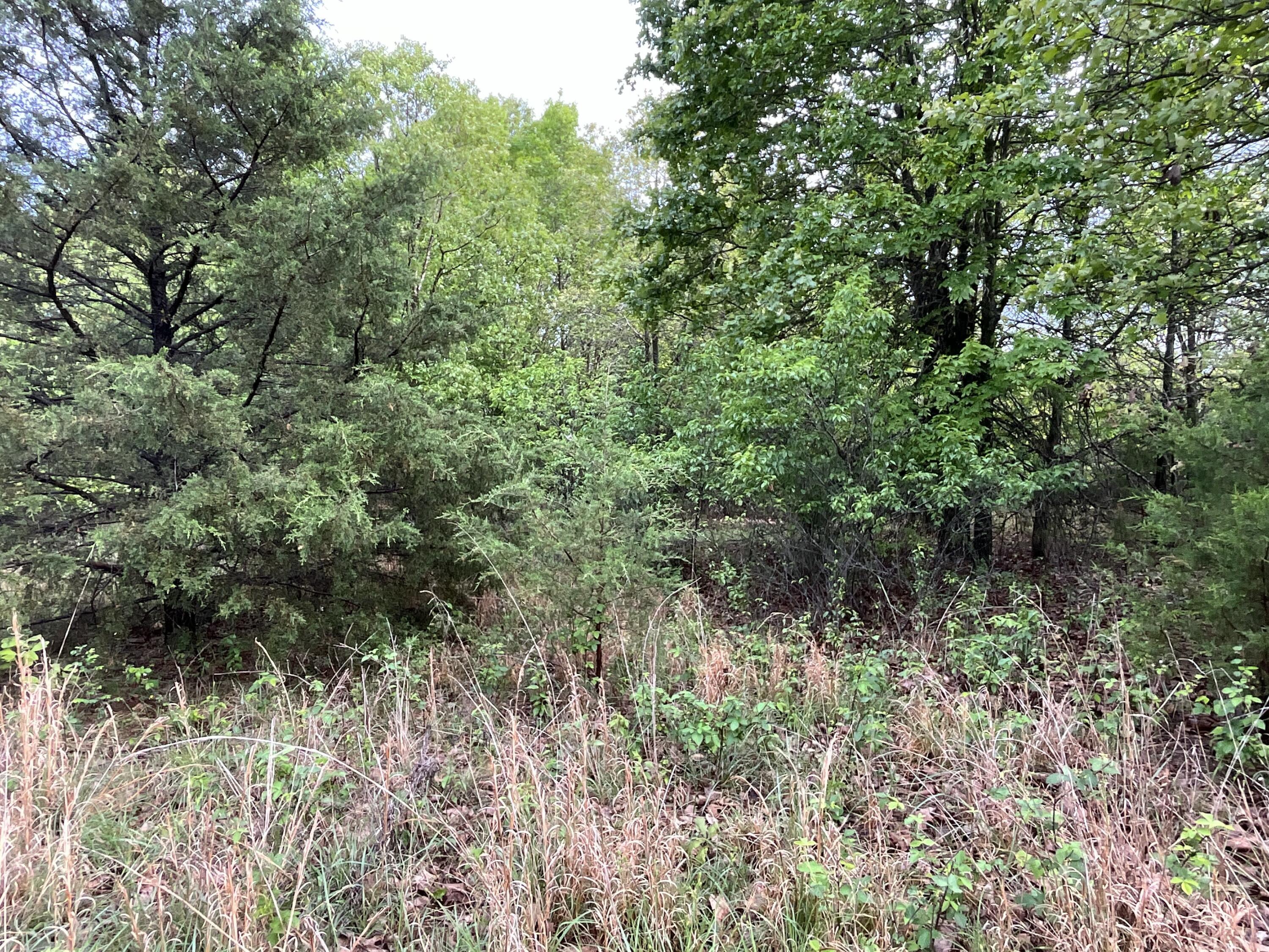 Photo 31 - Land for sale – 000  County Road 6750 Road  West Plains, MO