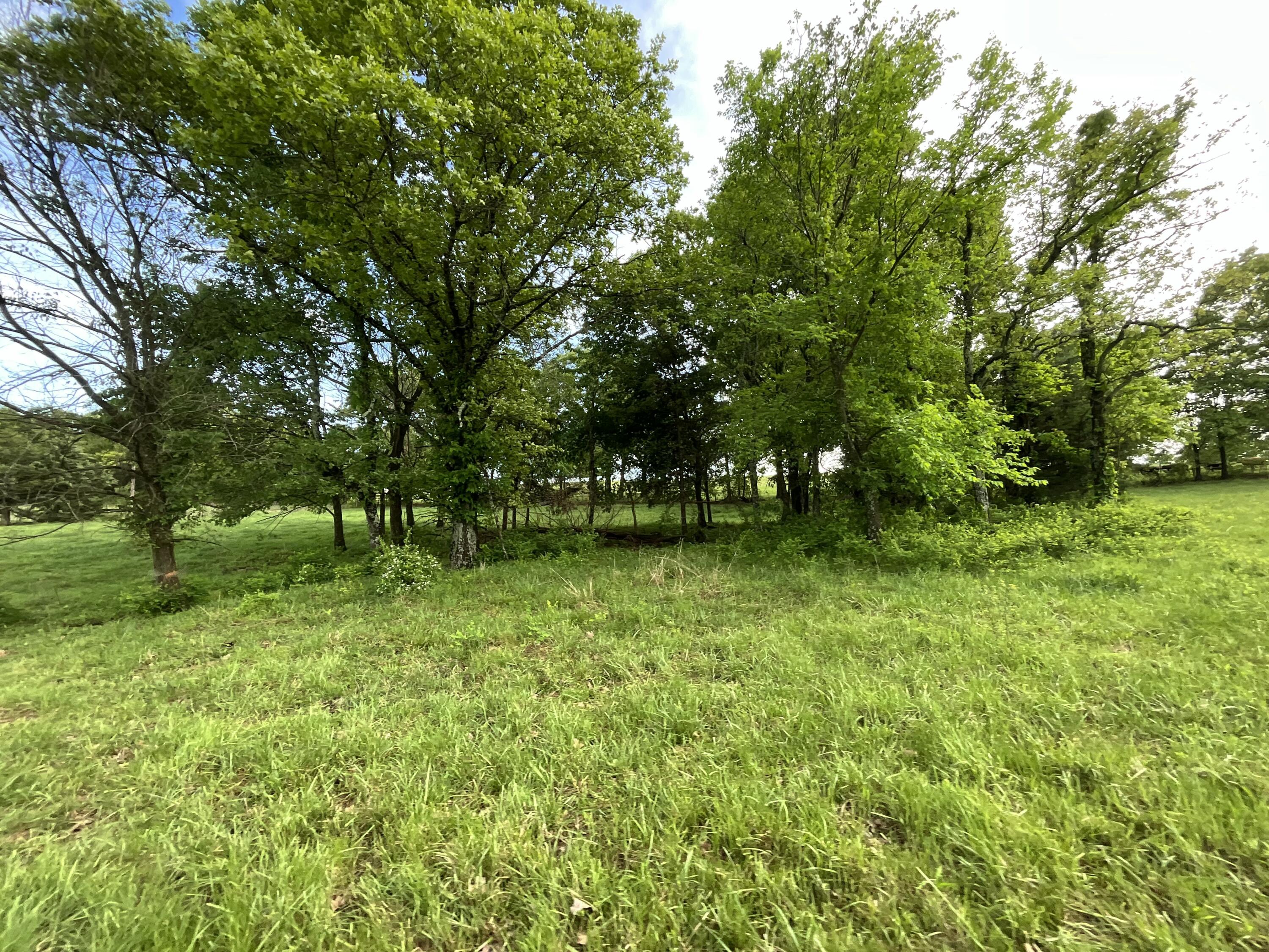 Photo 10 - Land for sale – 000  County Road 6750 Road  West Plains, MO