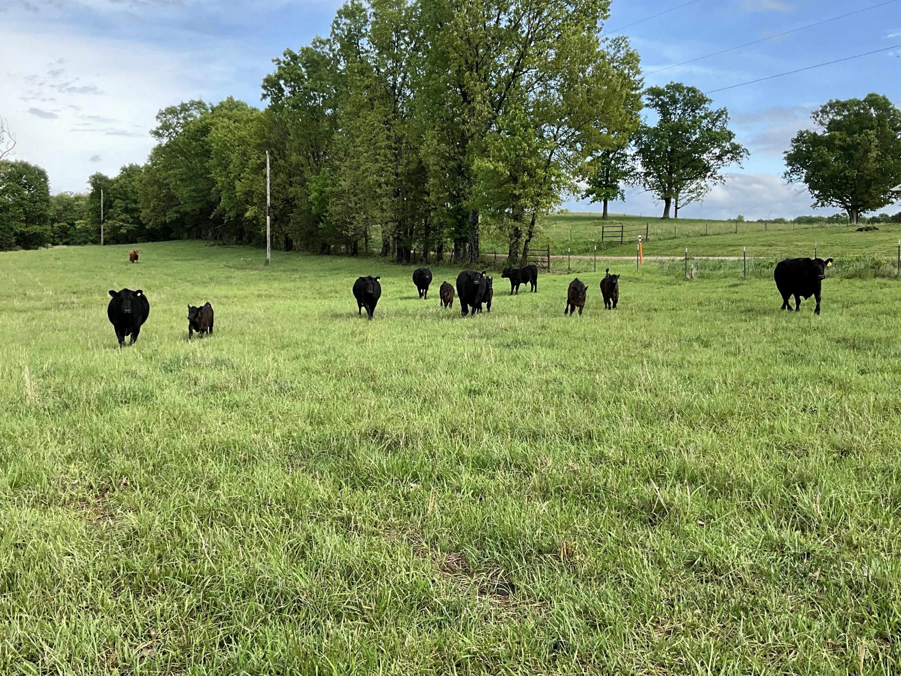 Photo 8 - Land for sale – 000  County Road 6750 Road  West Plains, MO