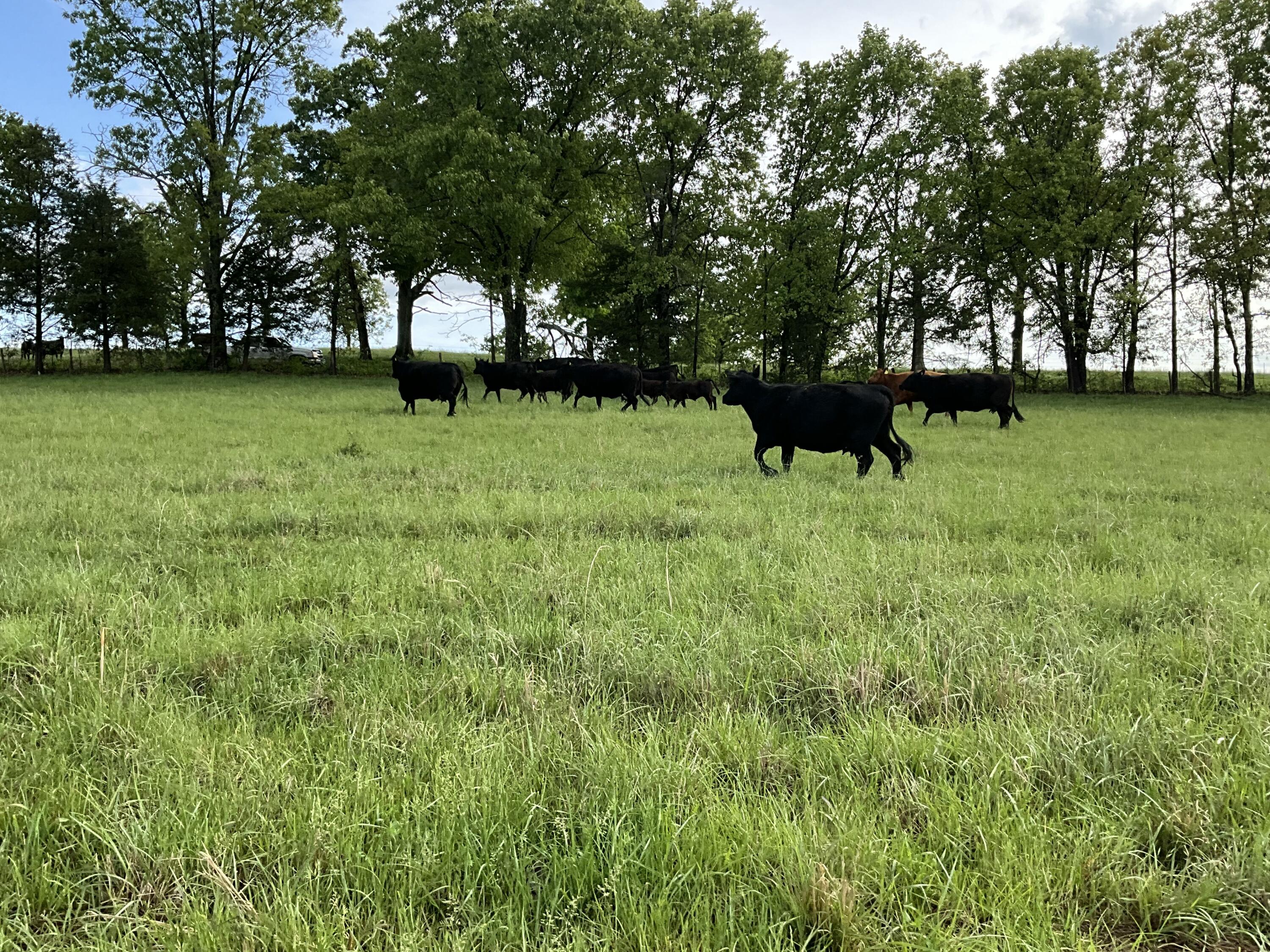 Photo 9 - Land for sale – 000  County Road 6750 Road  West Plains, MO