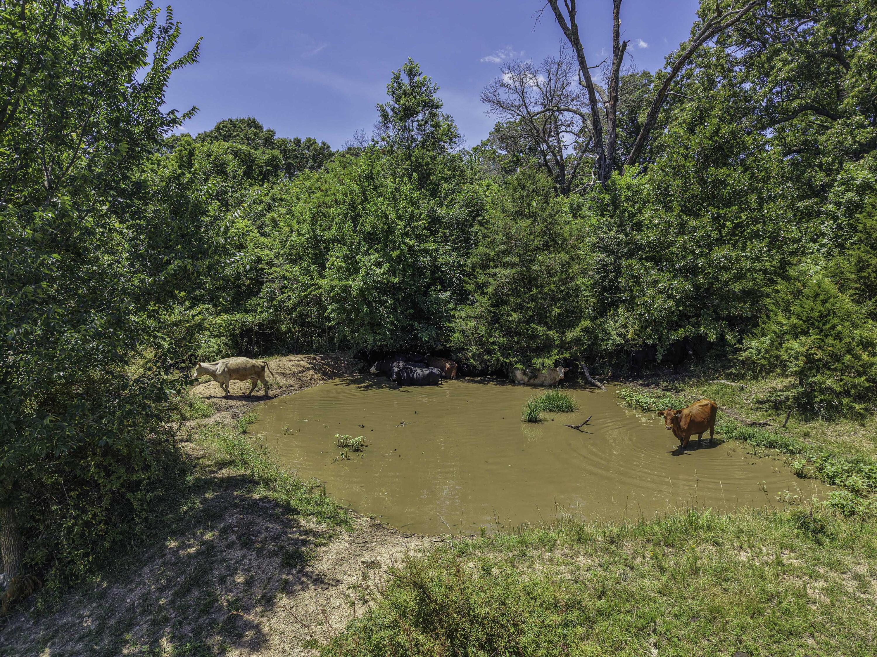 Photo 59 - Farm for sale – 23605  County Road U-112   Norwood, MO